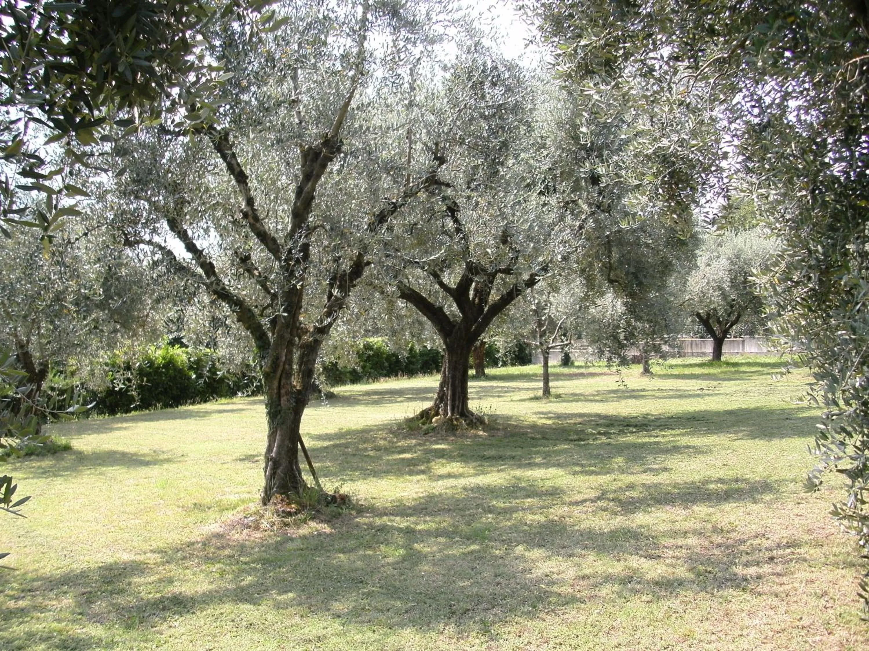 Garden in B&B Agli Ulivi