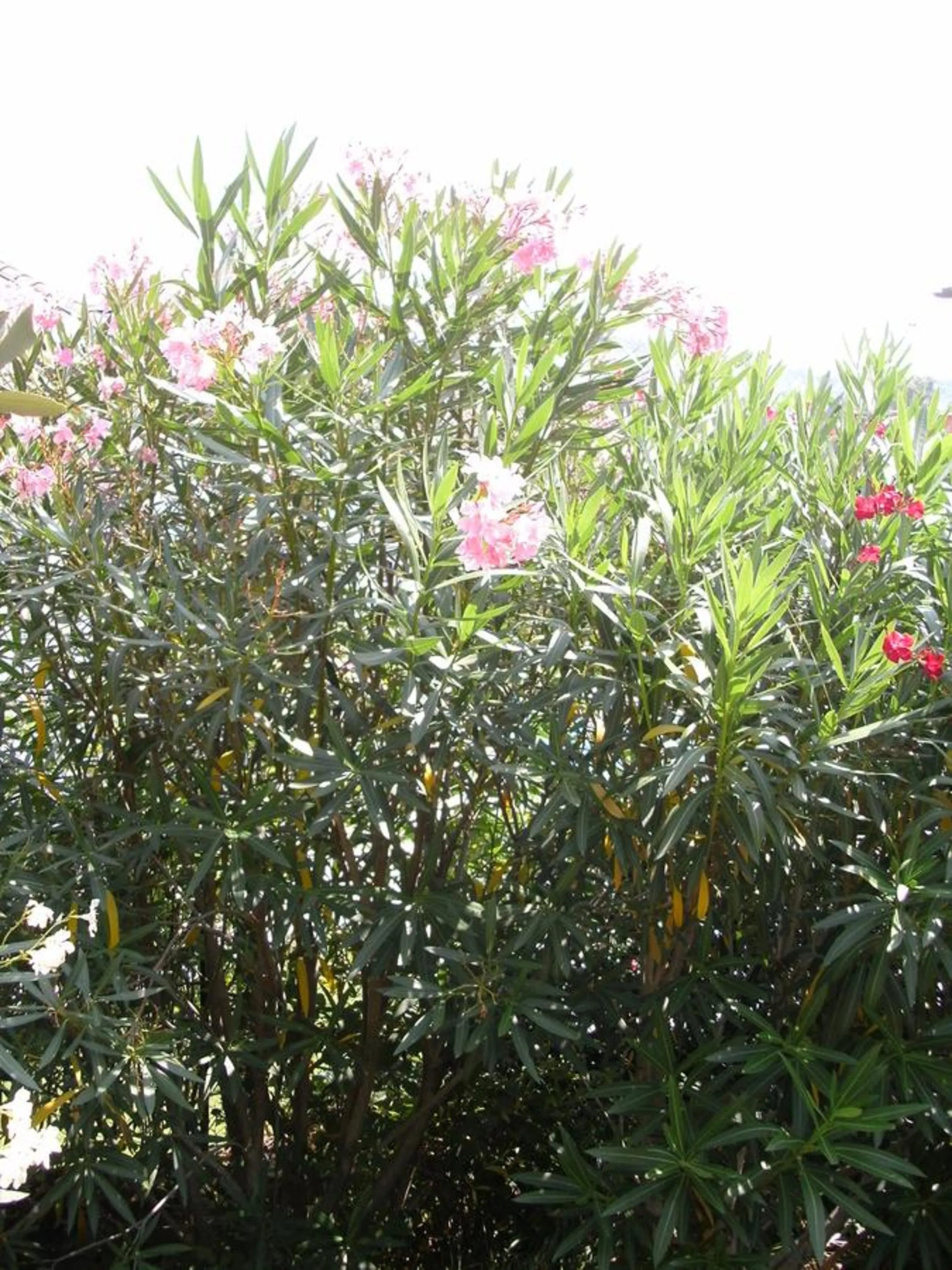 Spring in B&B Agli Ulivi