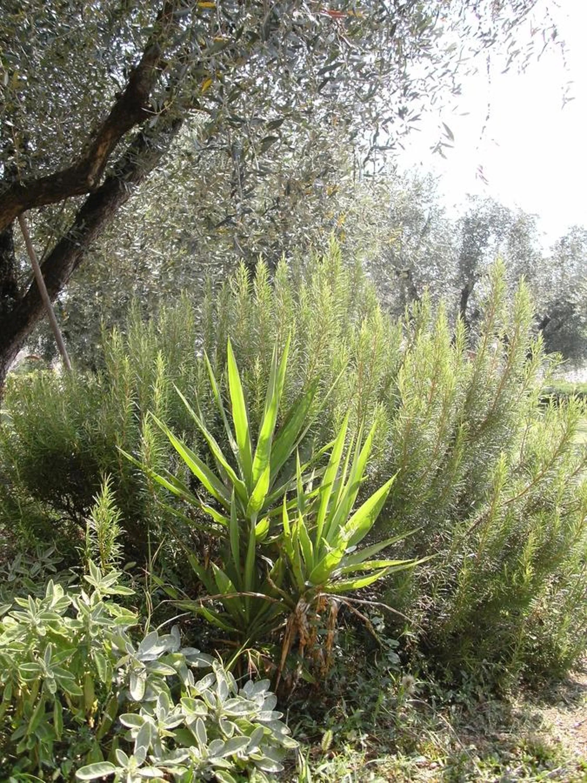 Day in B&B Agli Ulivi