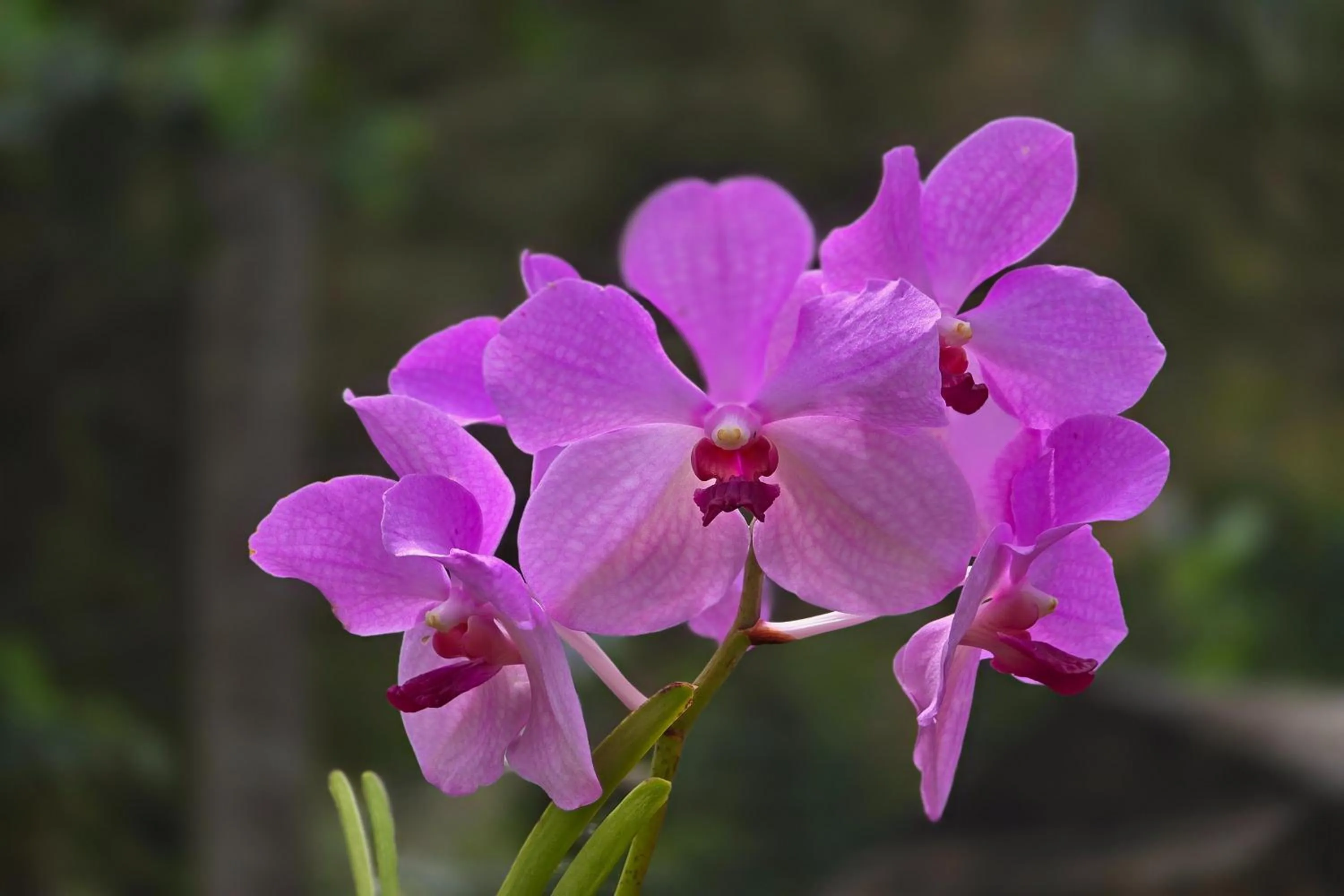 Garden view in Grand Villa Laguna