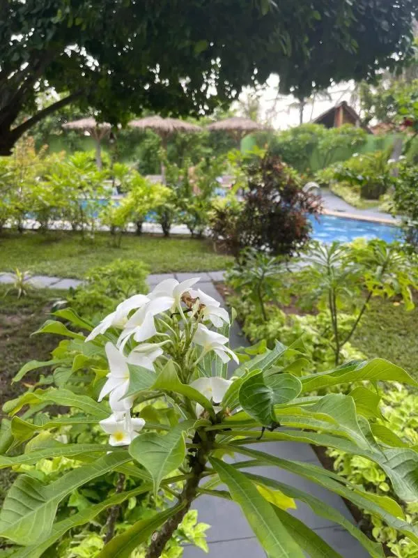 Garden in Solomon Beach Hotel