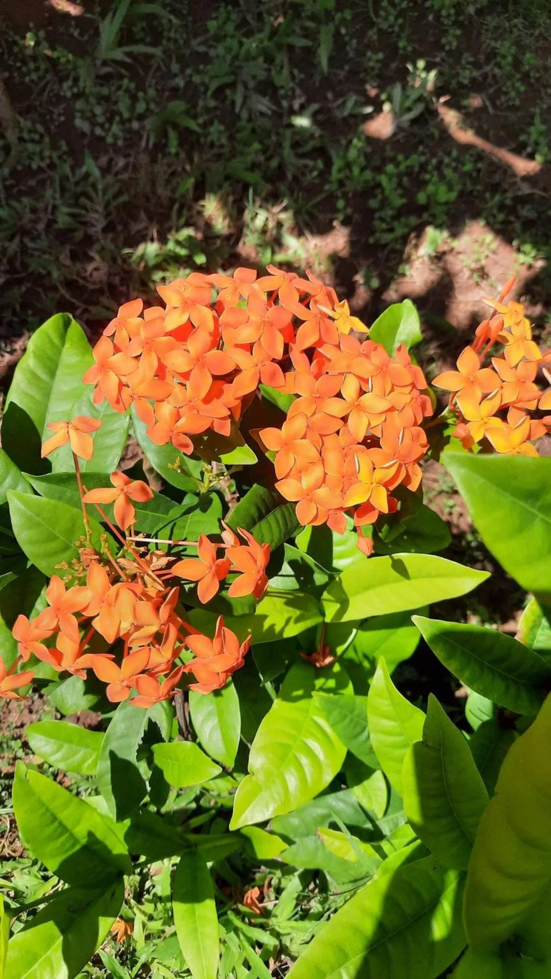 Property building in Solomon Beach Hotel