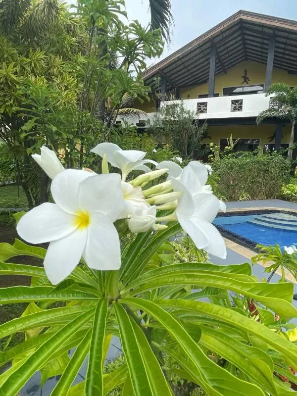 Garden view in Solomon Beach Hotel