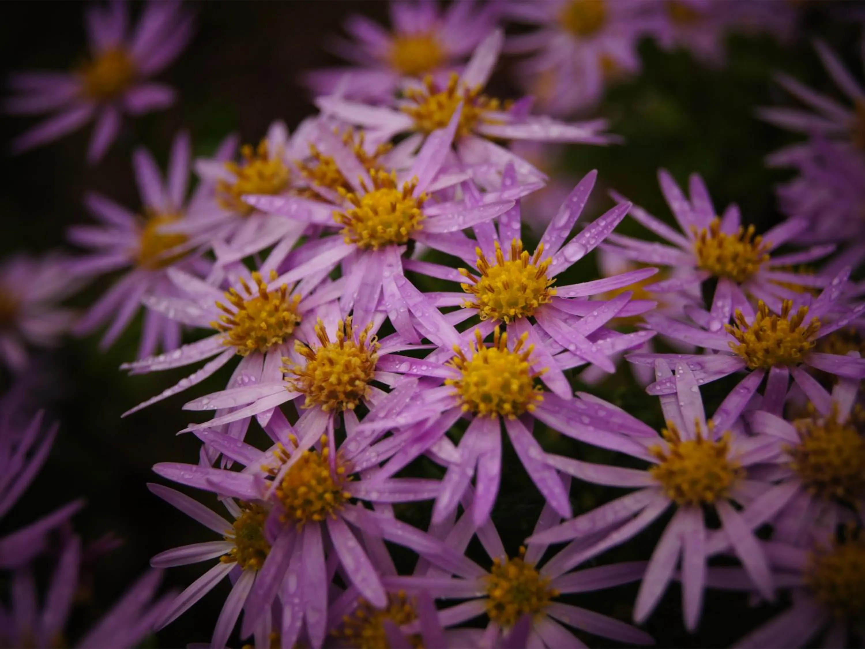 Garden in Yufuin Onsen Ryokan Hananomai