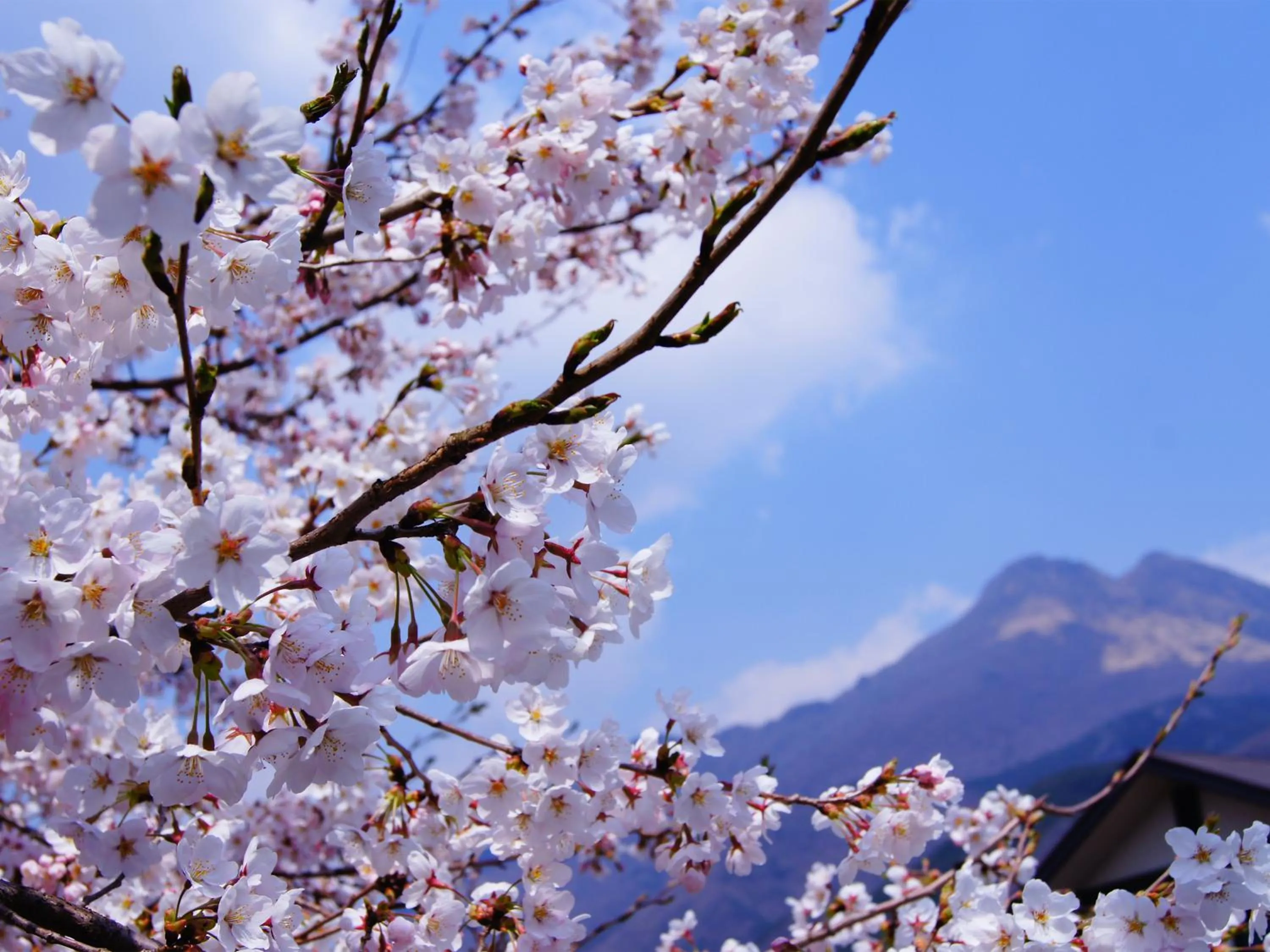 Spring in Yufuin Onsen Ryokan Hananomai