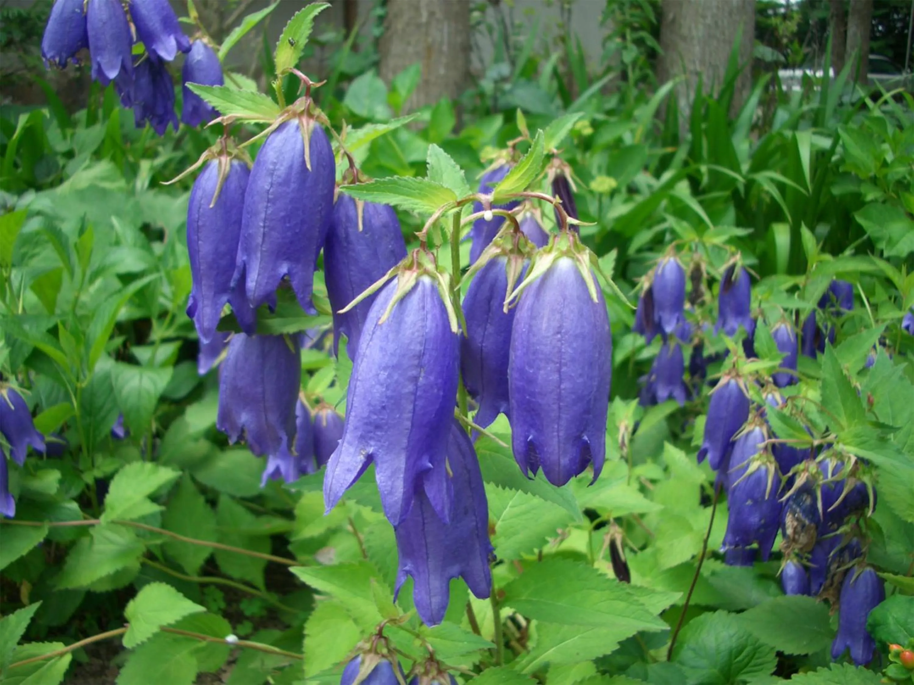 Garden in Yufuin Onsen Ryokan Hananomai