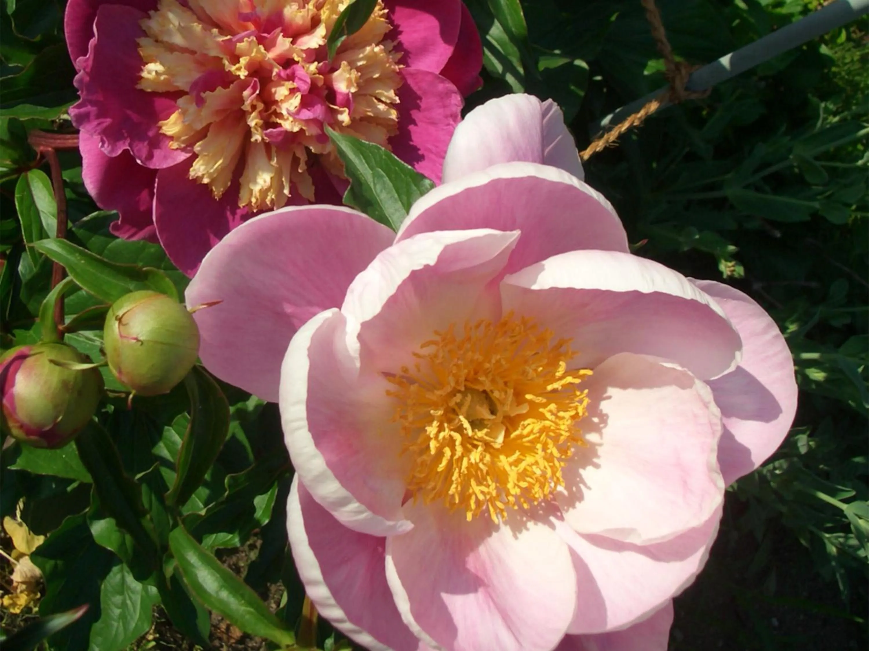 Garden in Yufuin Onsen Ryokan Hananomai