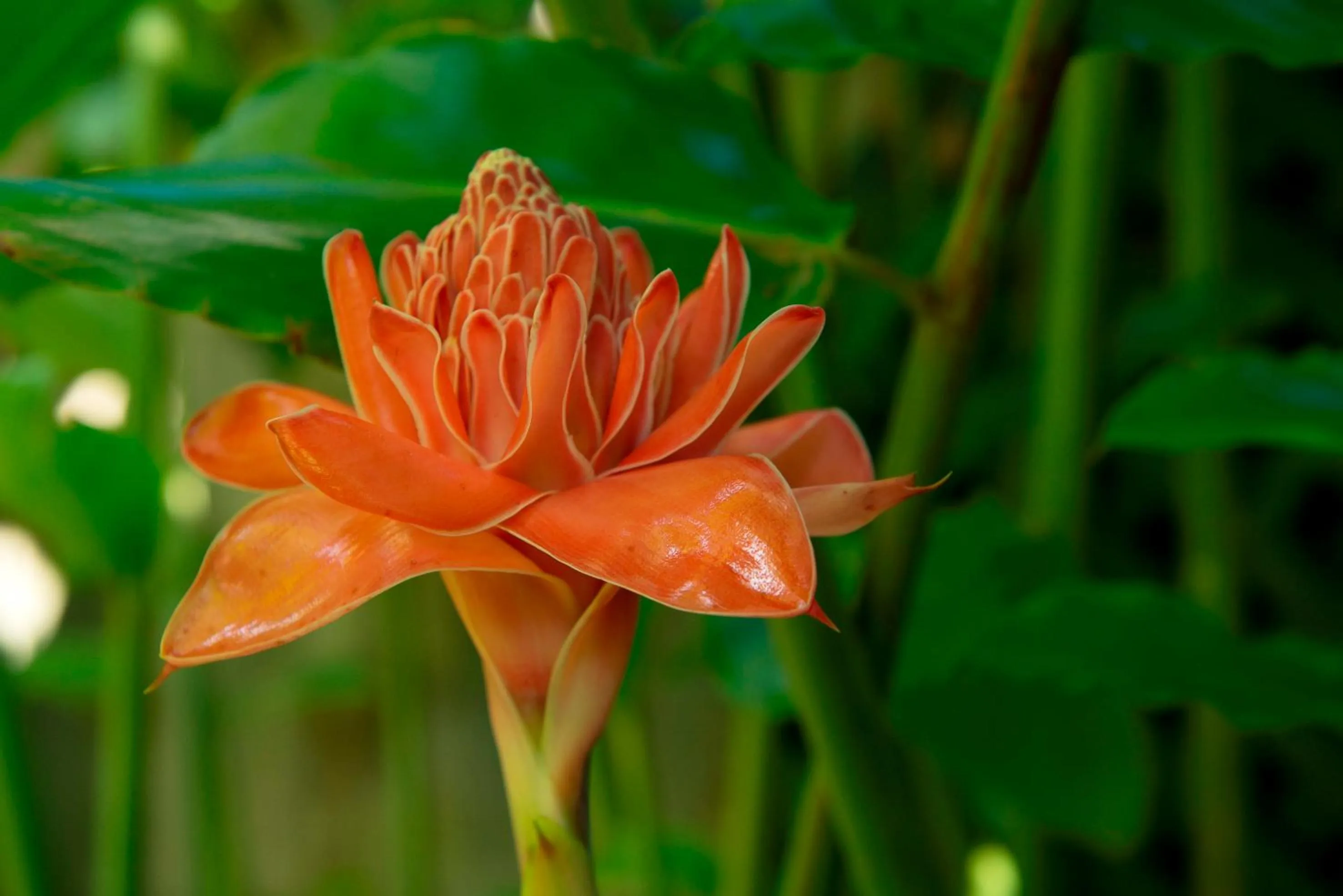 Garden in Auberge d'Anse Boileau & Restaurant Chez Plume