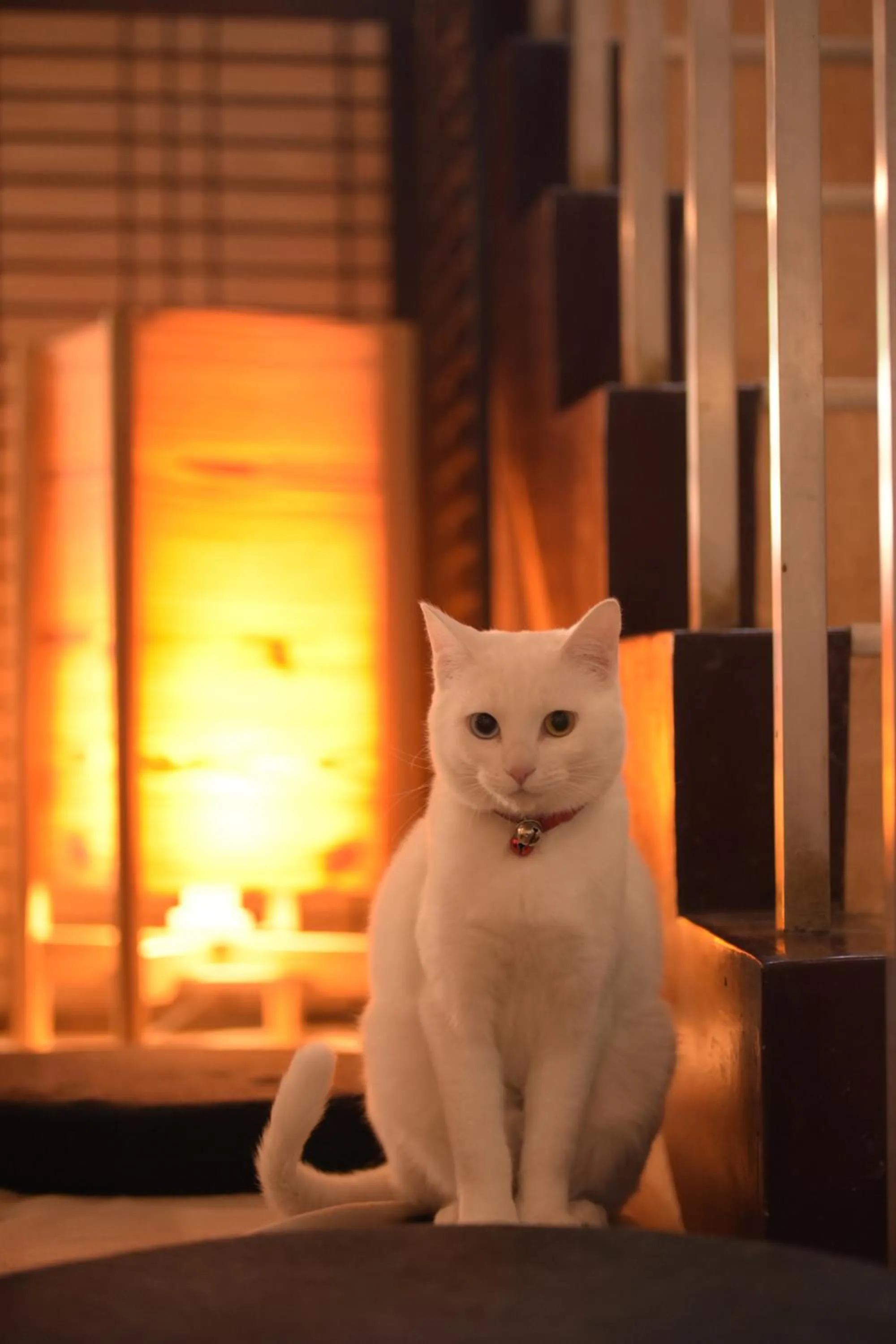 Animals in Hozanso Beppu