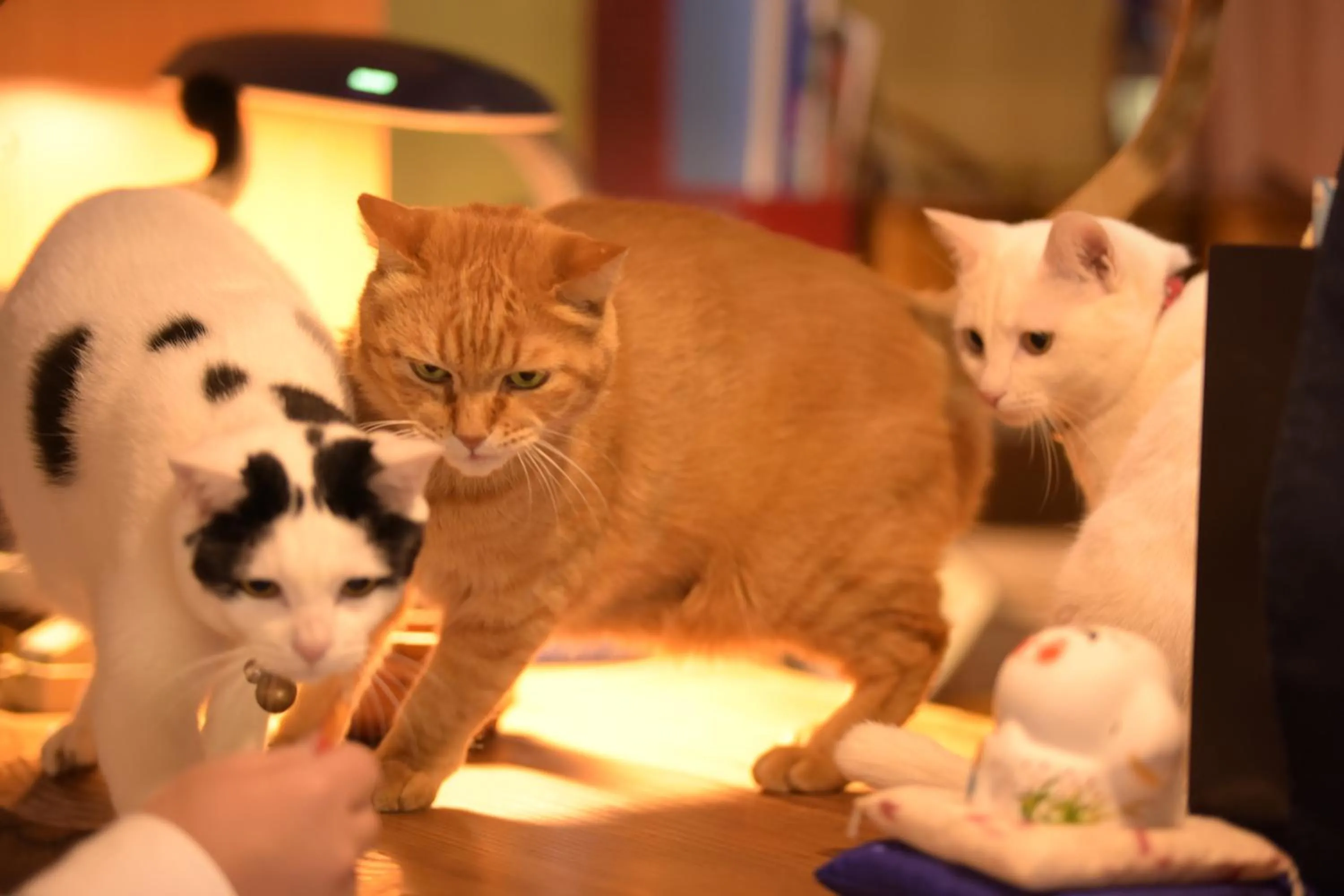 Animals in Hozanso Beppu