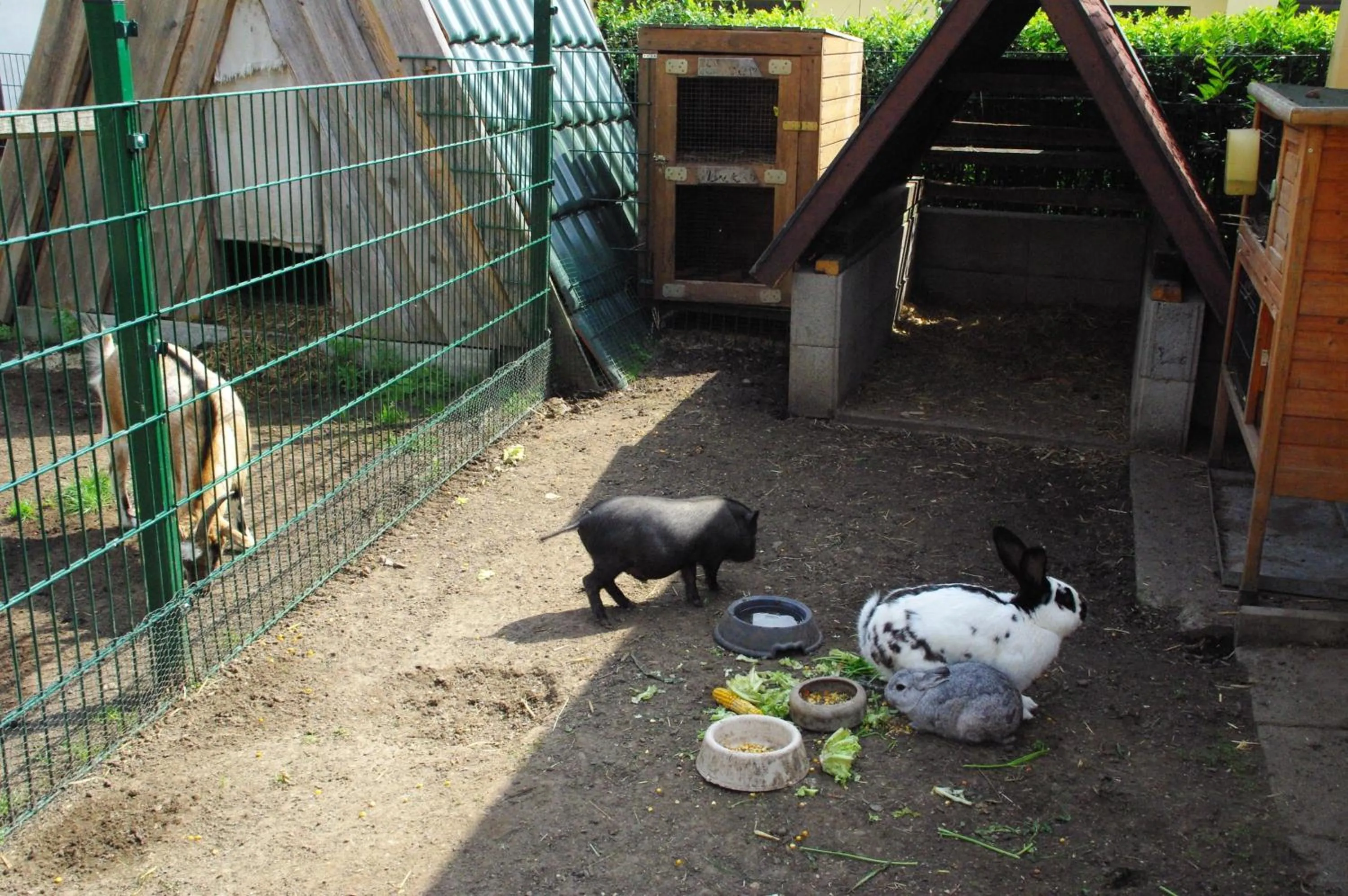 Animals in Landhotel Heidekrug