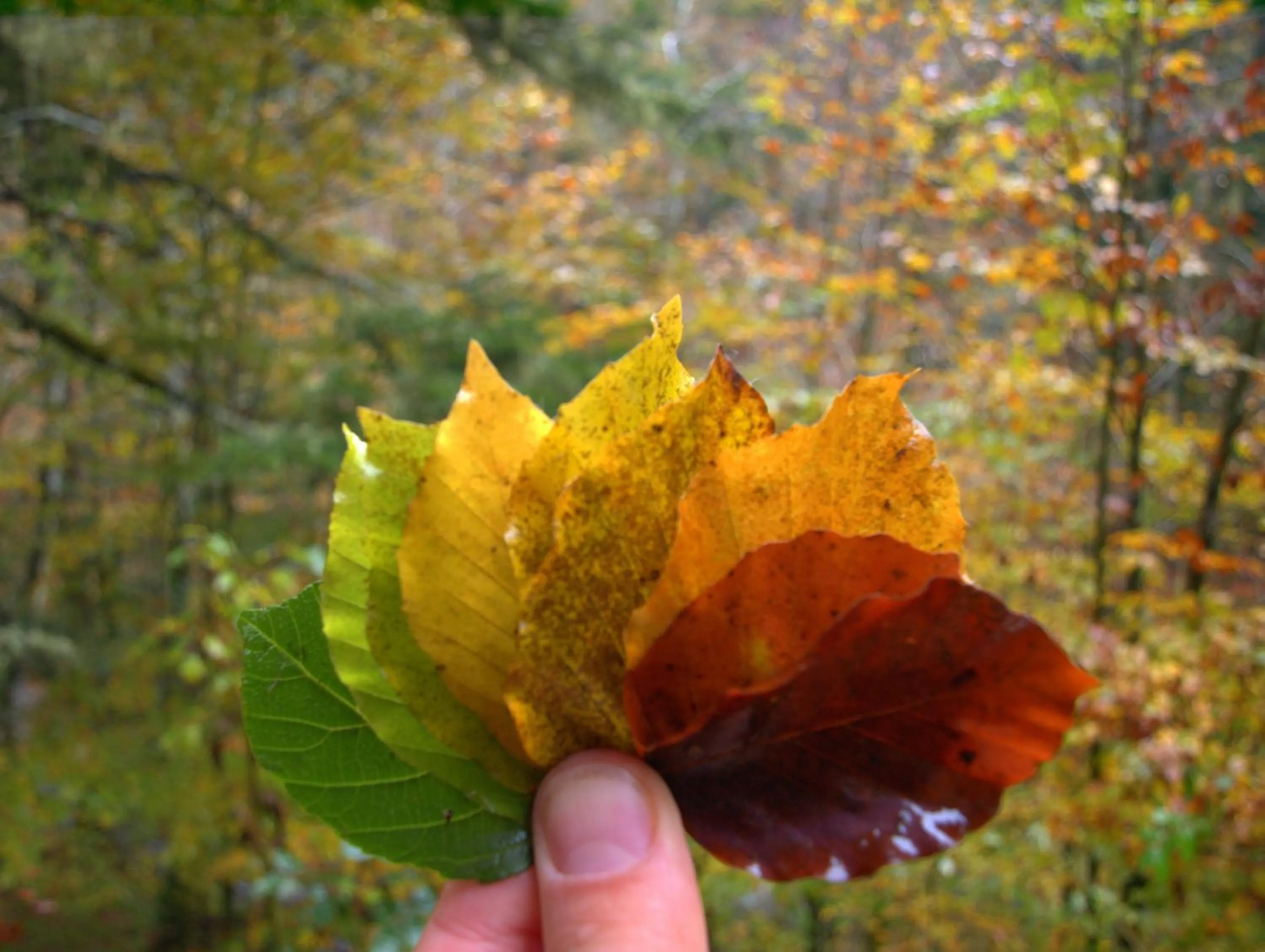 Autumn in Hotel Valle De Izas