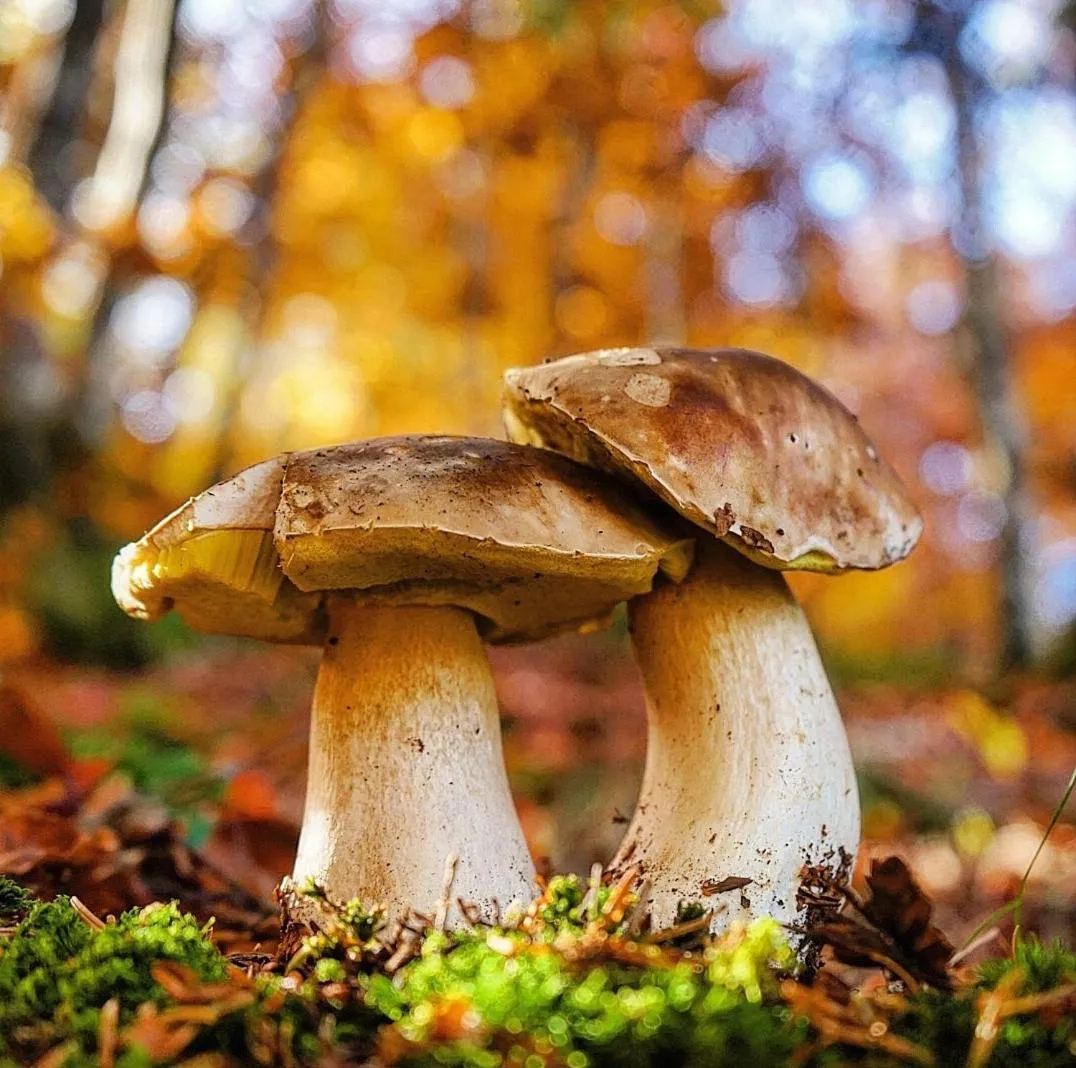 Autumn in Hotel Valle De Izas