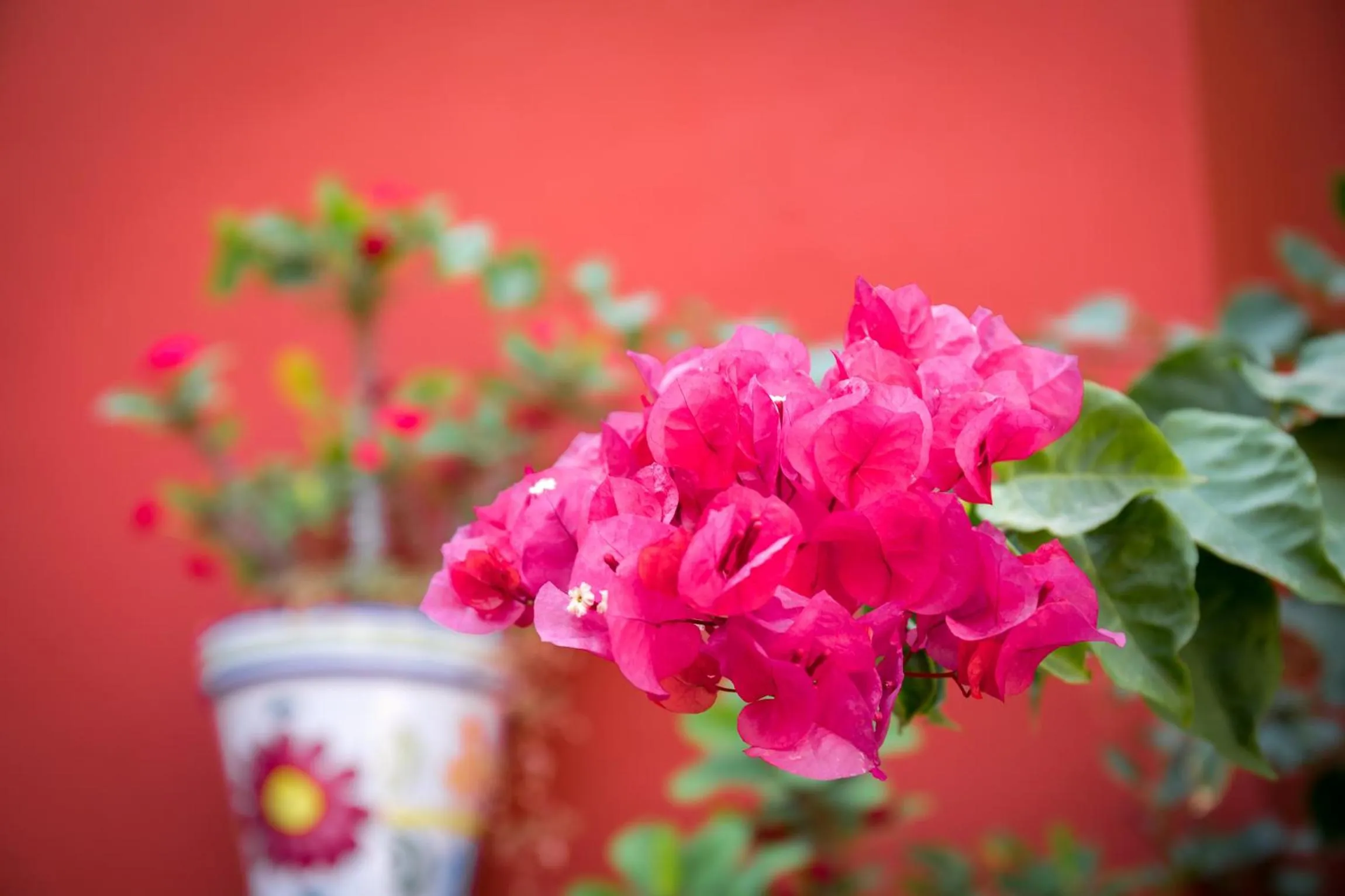 Patio in Hotel Romerito