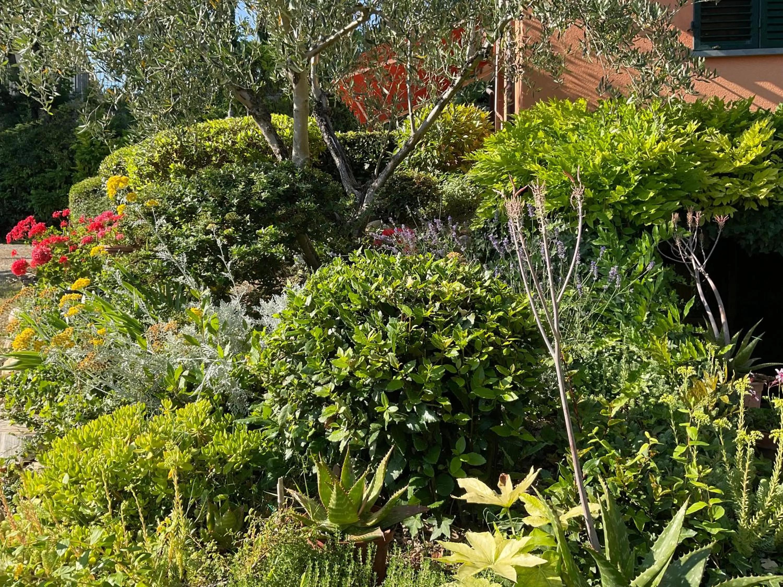 Garden in Villa Il Borraccio - Apartments Azalea and Begonia