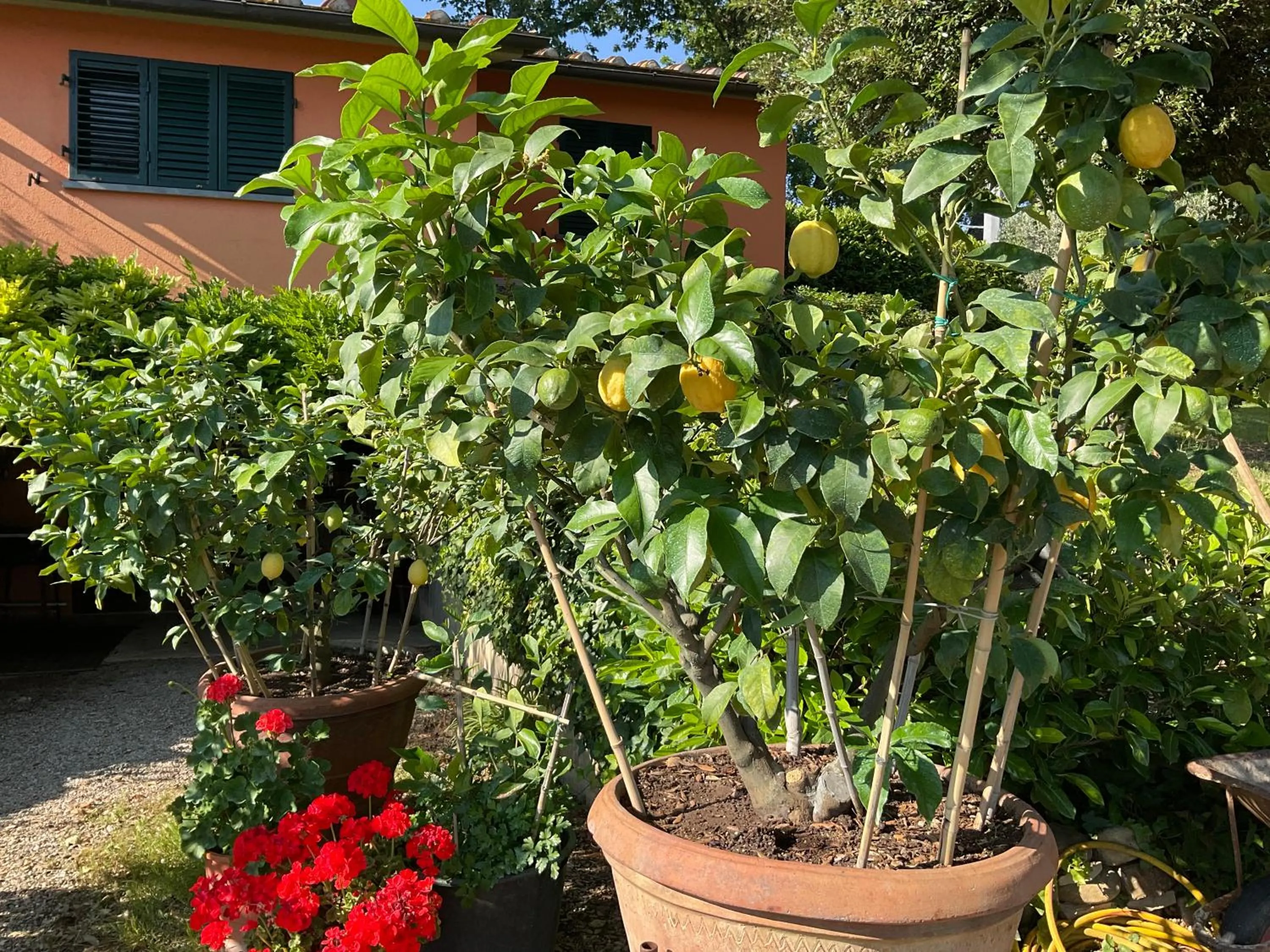 Garden in Villa Il Borraccio - Apartments Azalea and Begonia