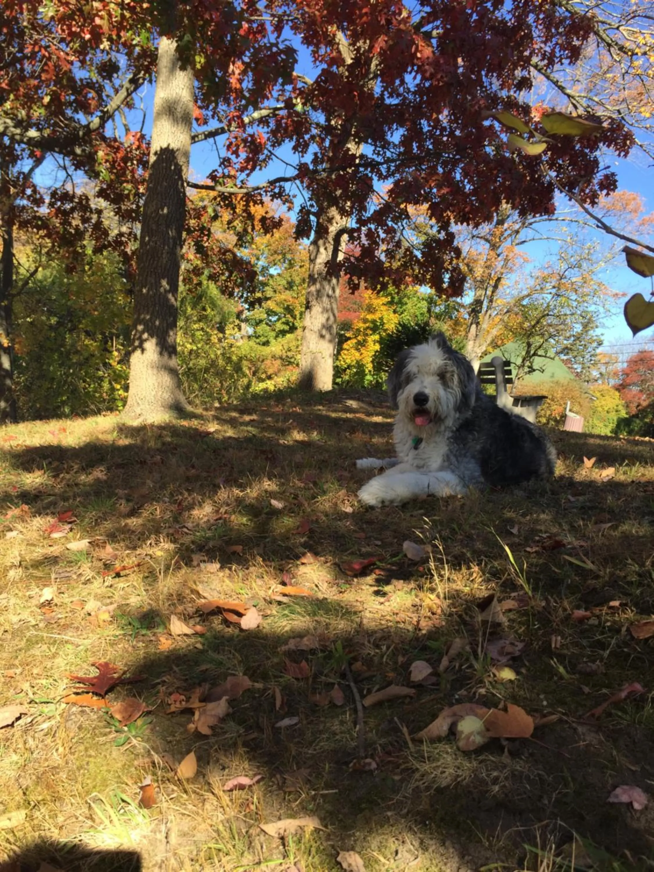 Pets in Colts Neck Inn Hotel