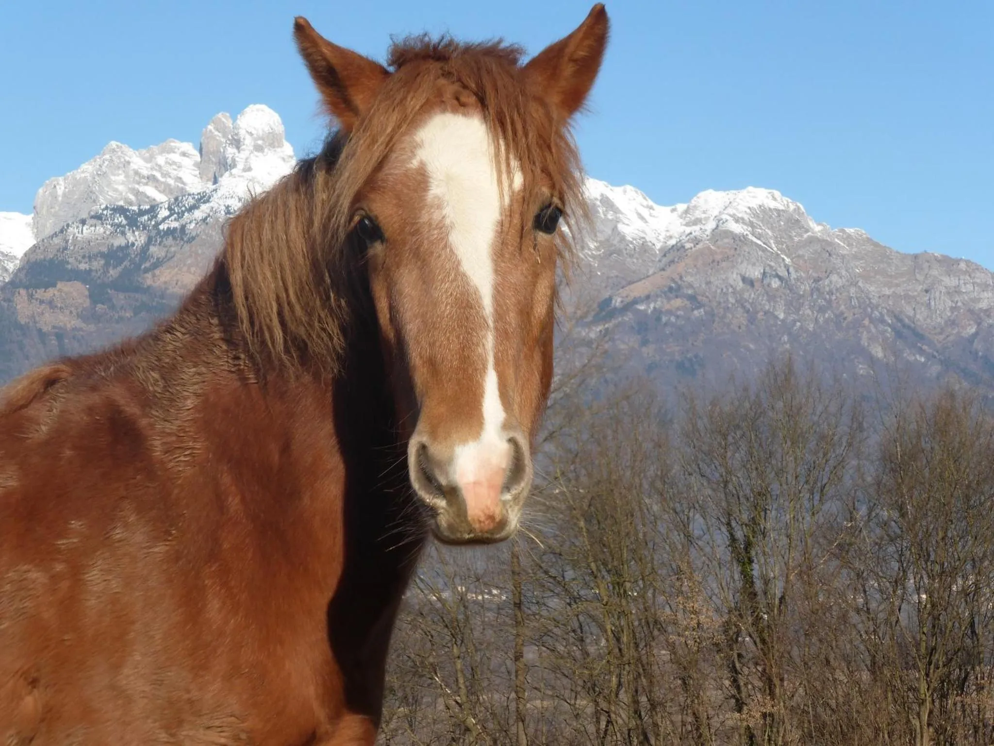 Garden in B&B Panorama Dolomiti