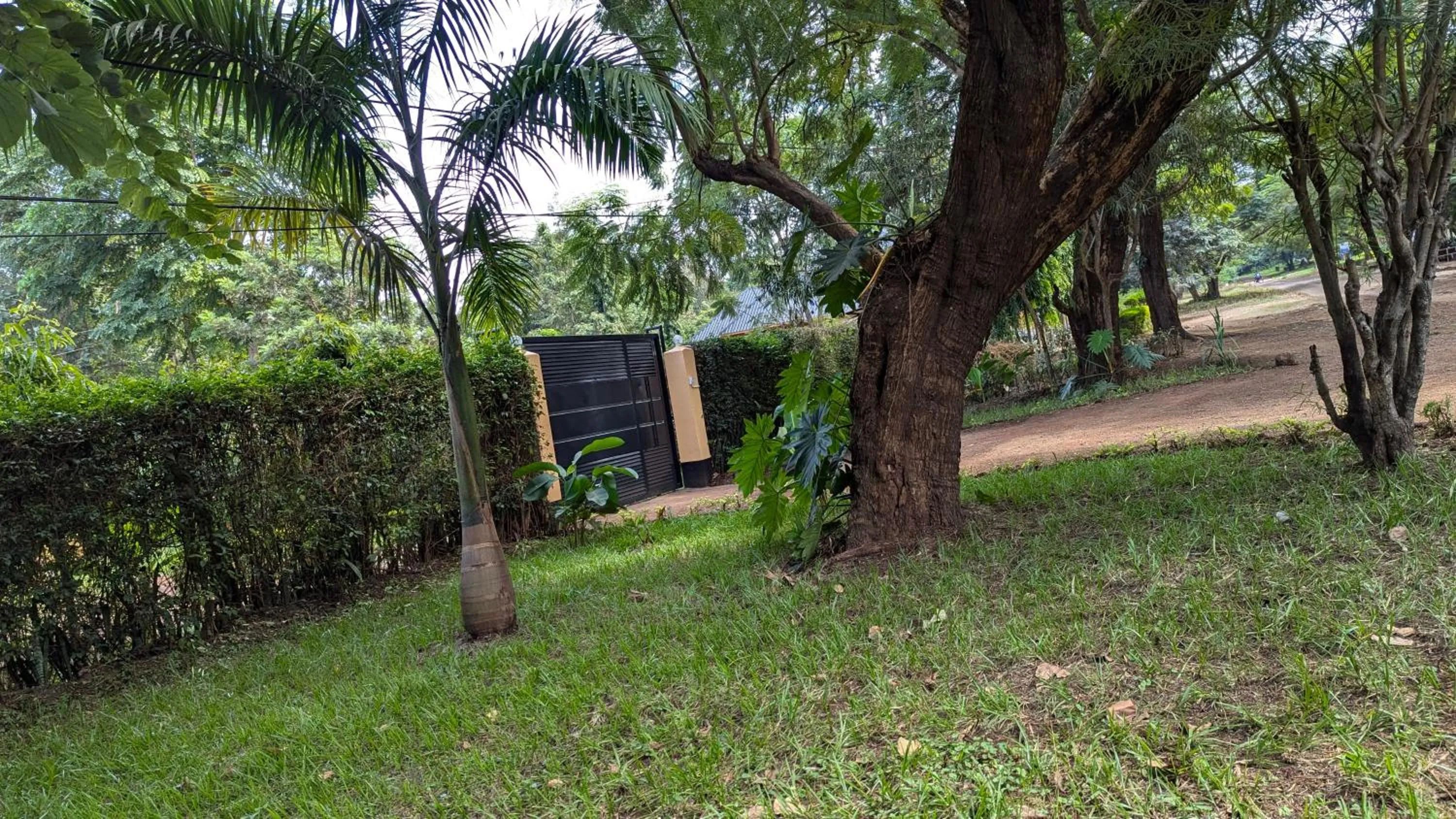 Garden in JACARANDA HOMESTAY