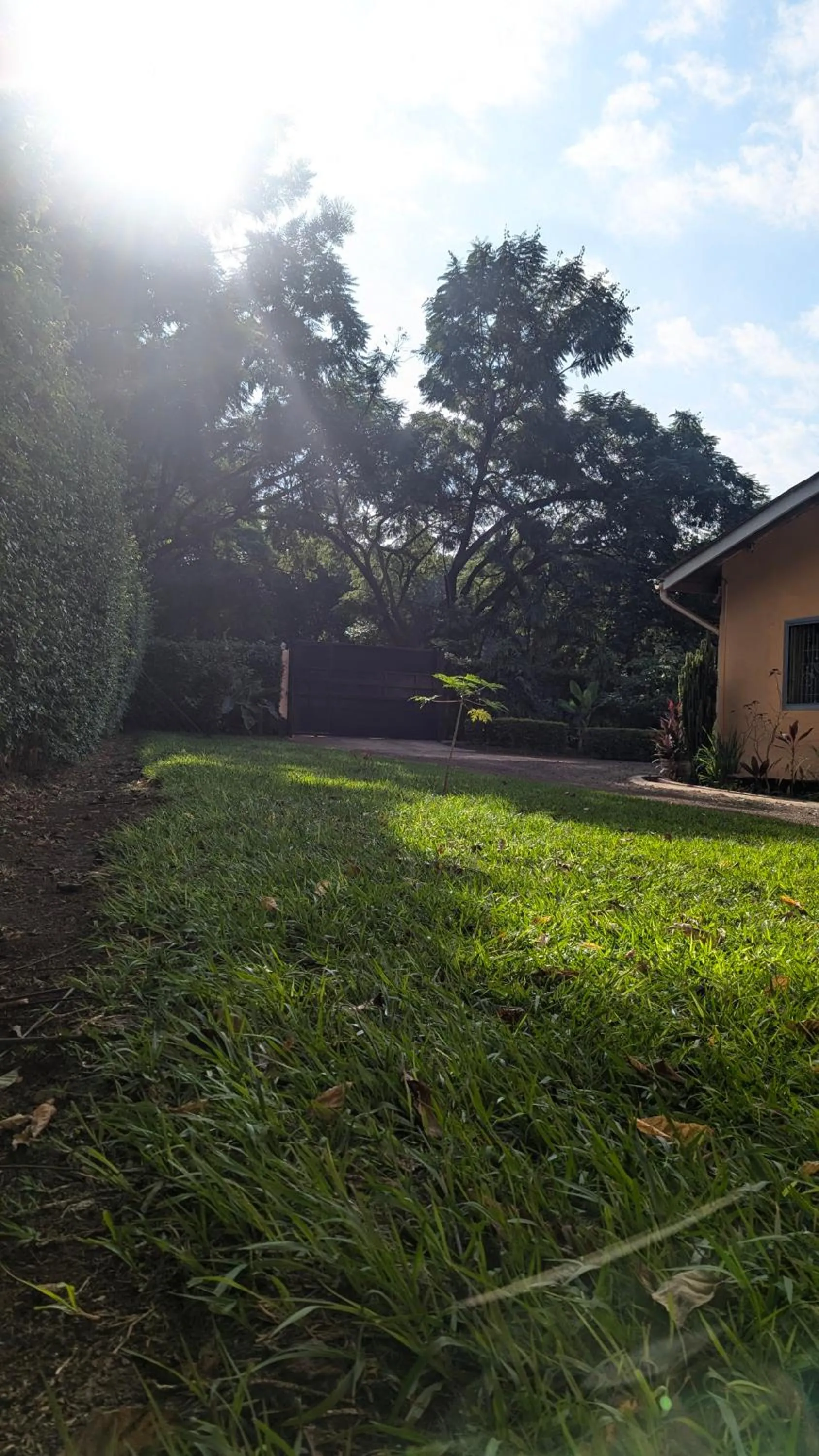 Garden in JACARANDA HOMESTAY