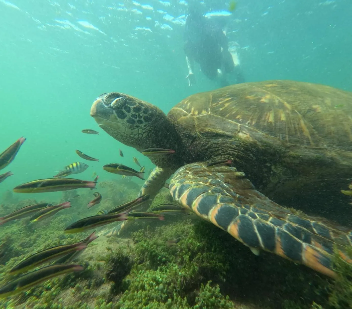 Natural landscape in Hostal Casa Edén