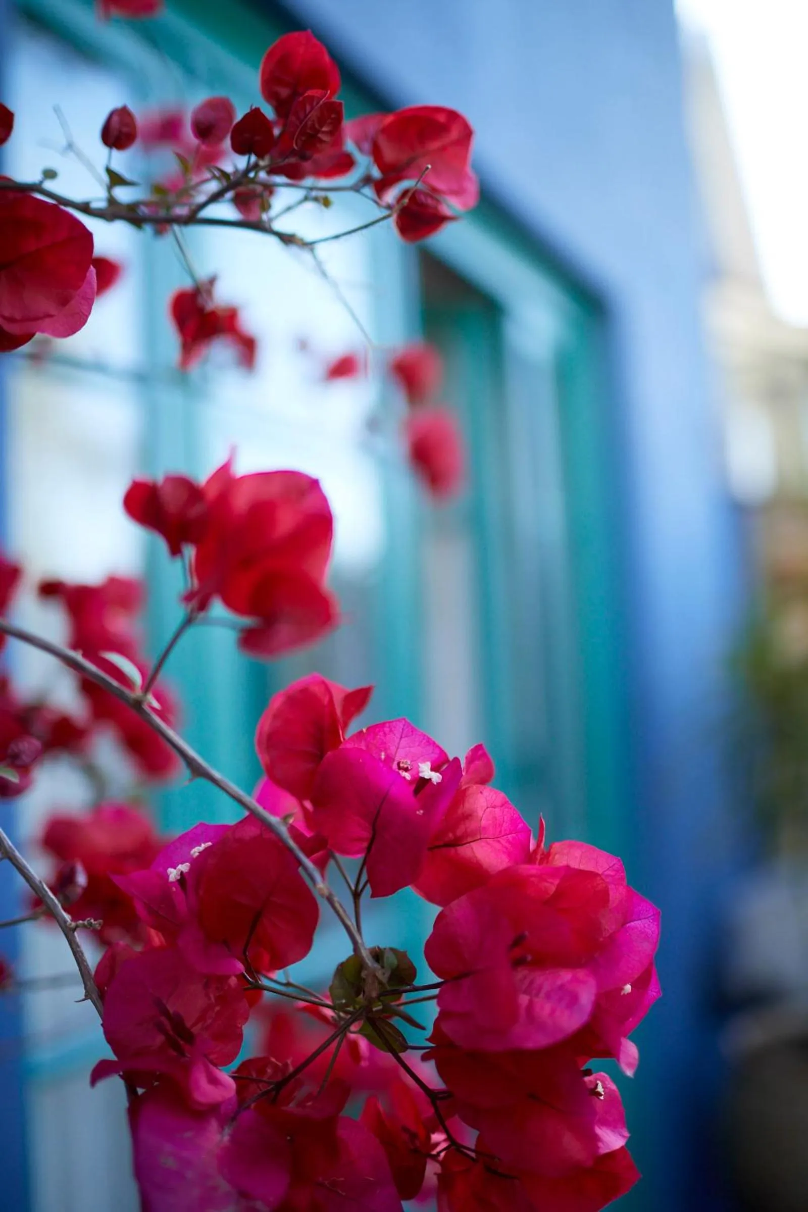 Facade/entrance in Bondi Beach House