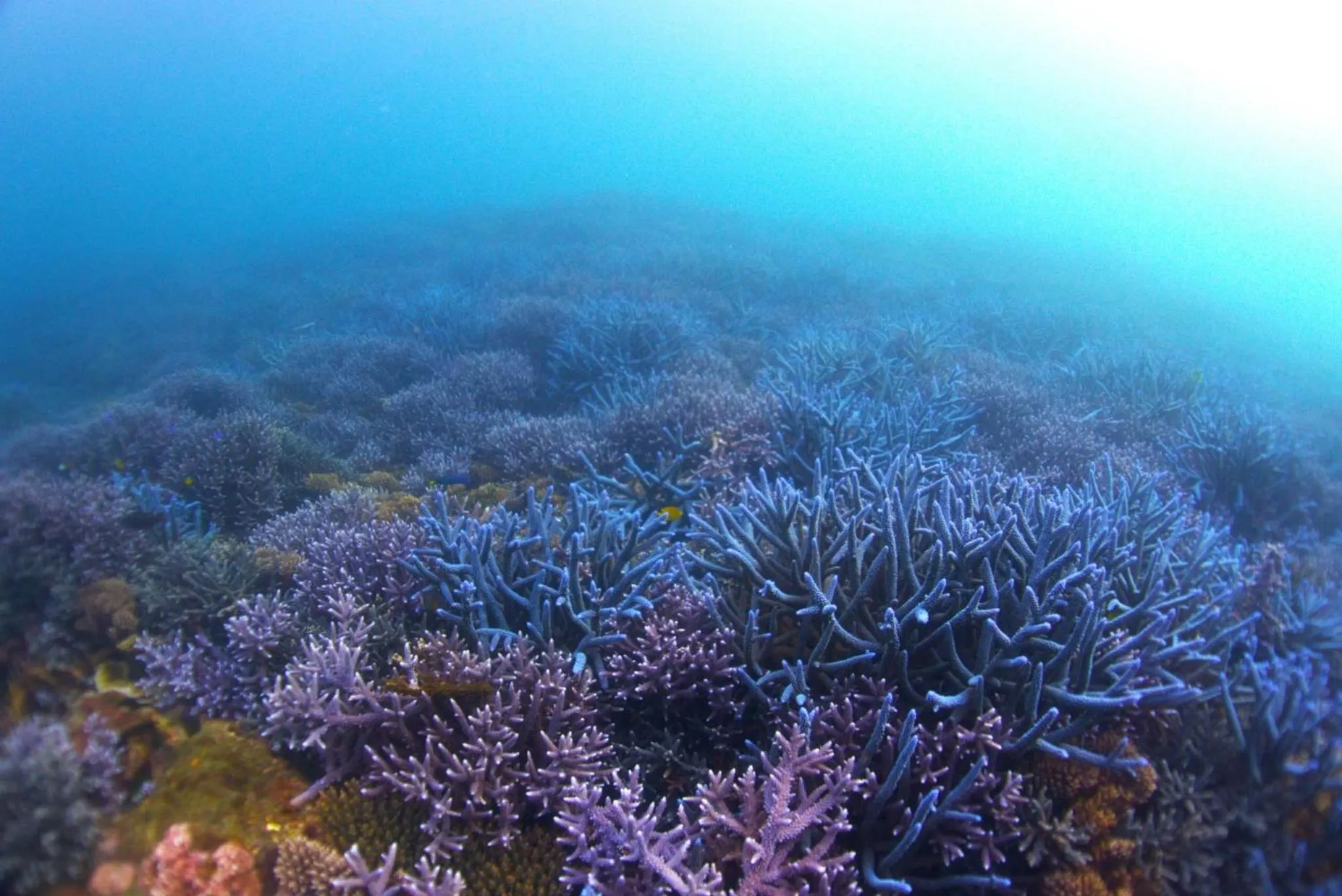 Snorkeling in Deep Blue 23 B&B