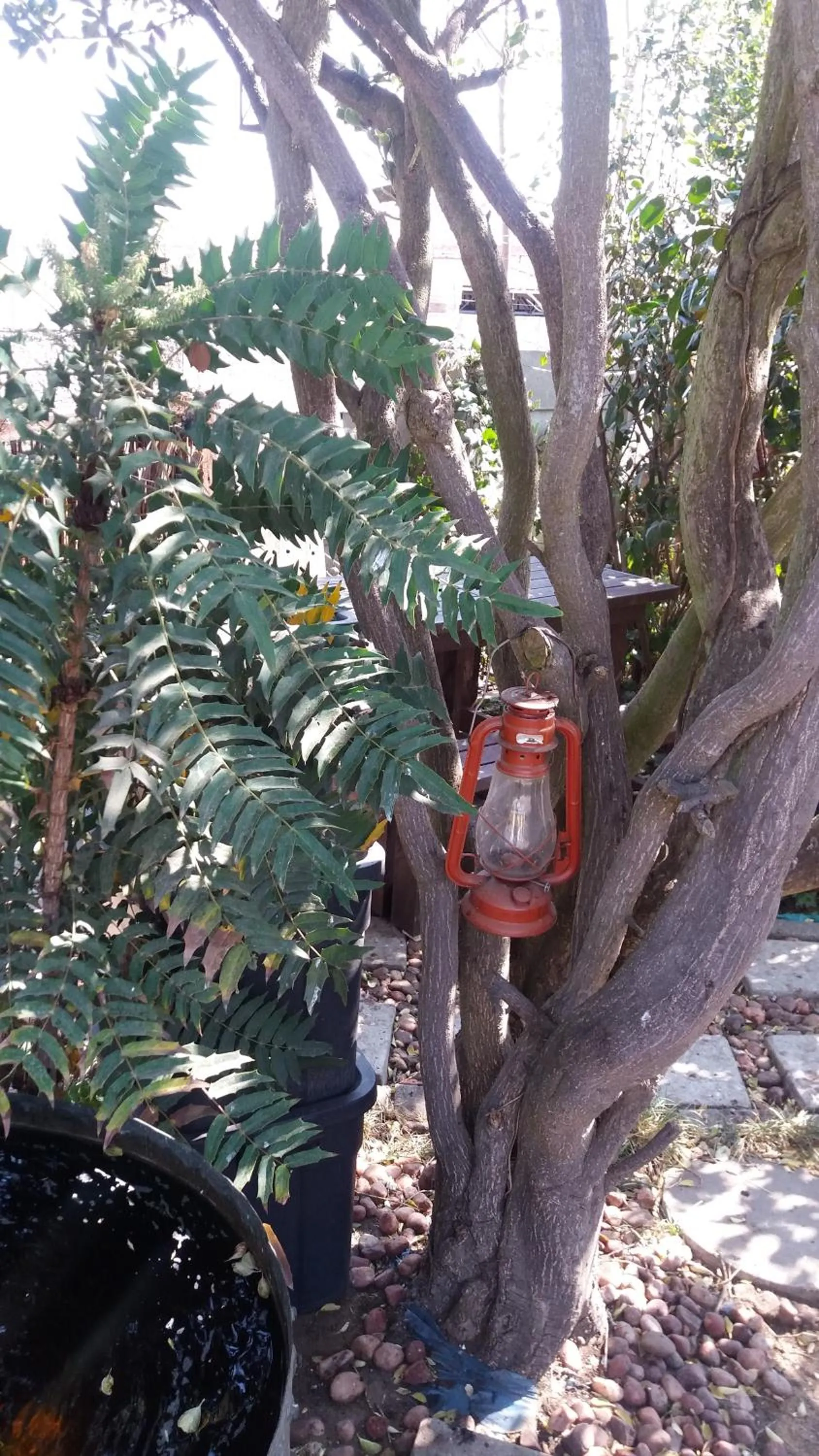 Garden in Pennylane Guest House