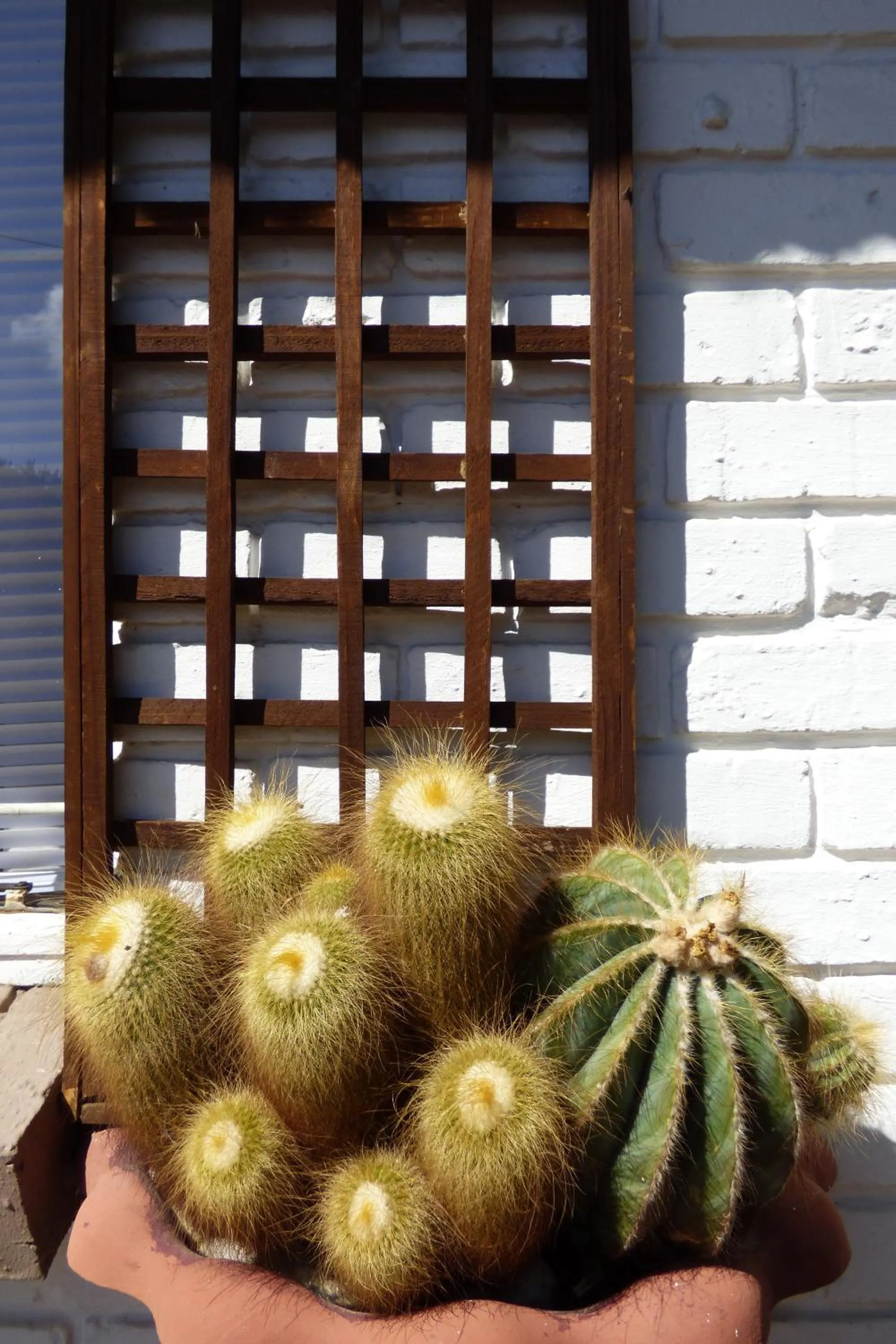Decorative detail in Pennylane Guest House