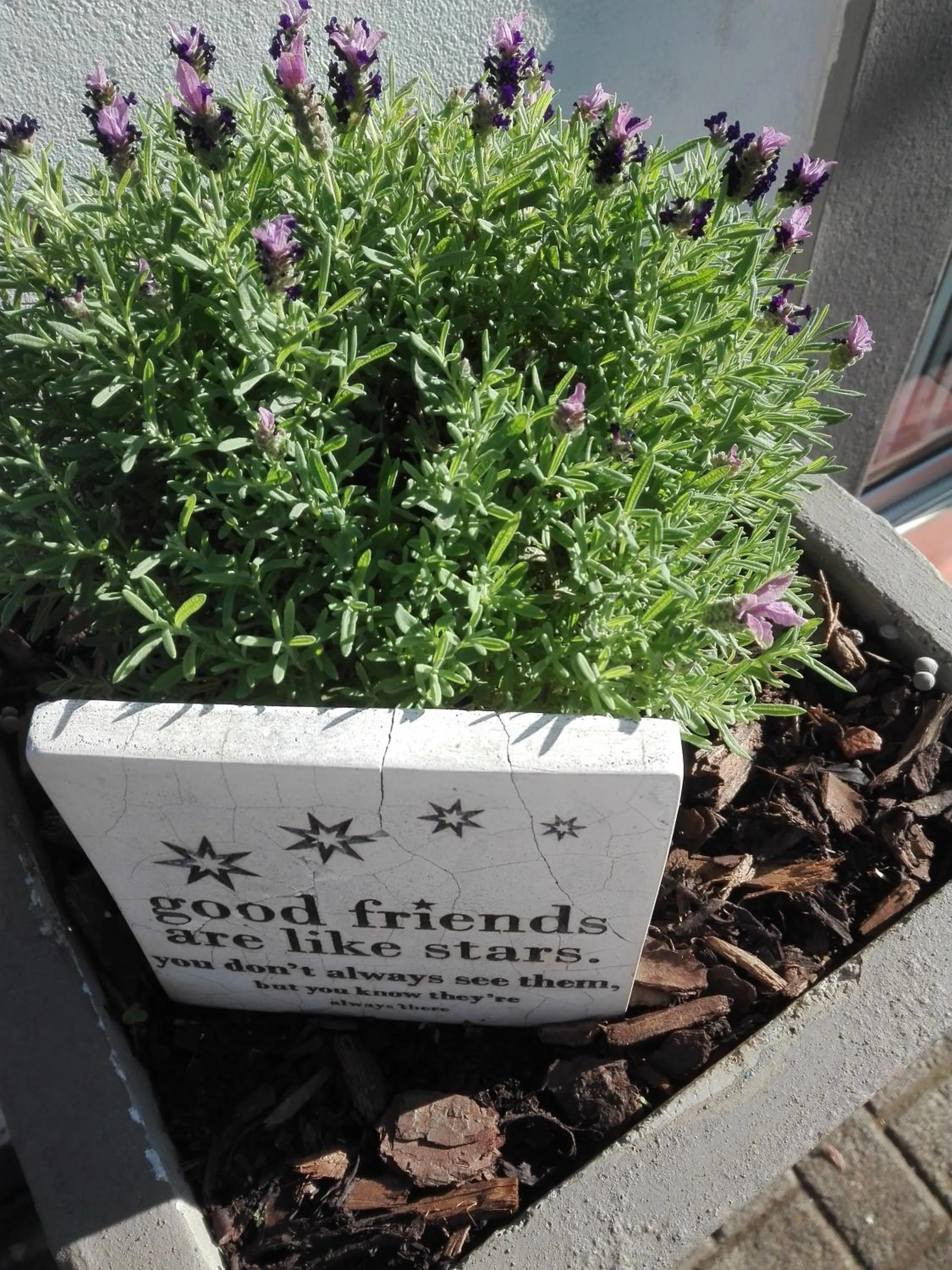 Garden in Pennylane Guest House