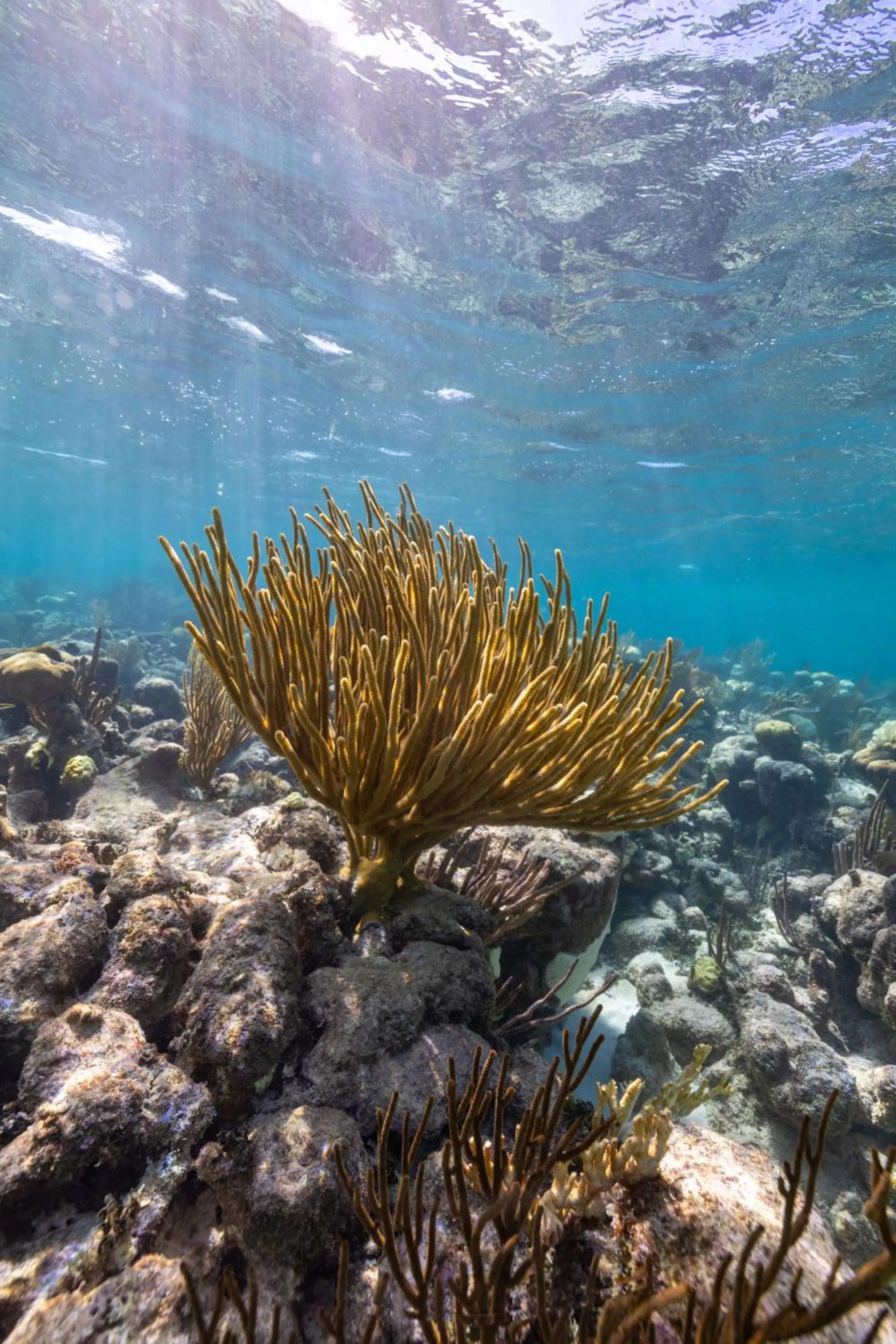 Blue Marlin Beach Resort