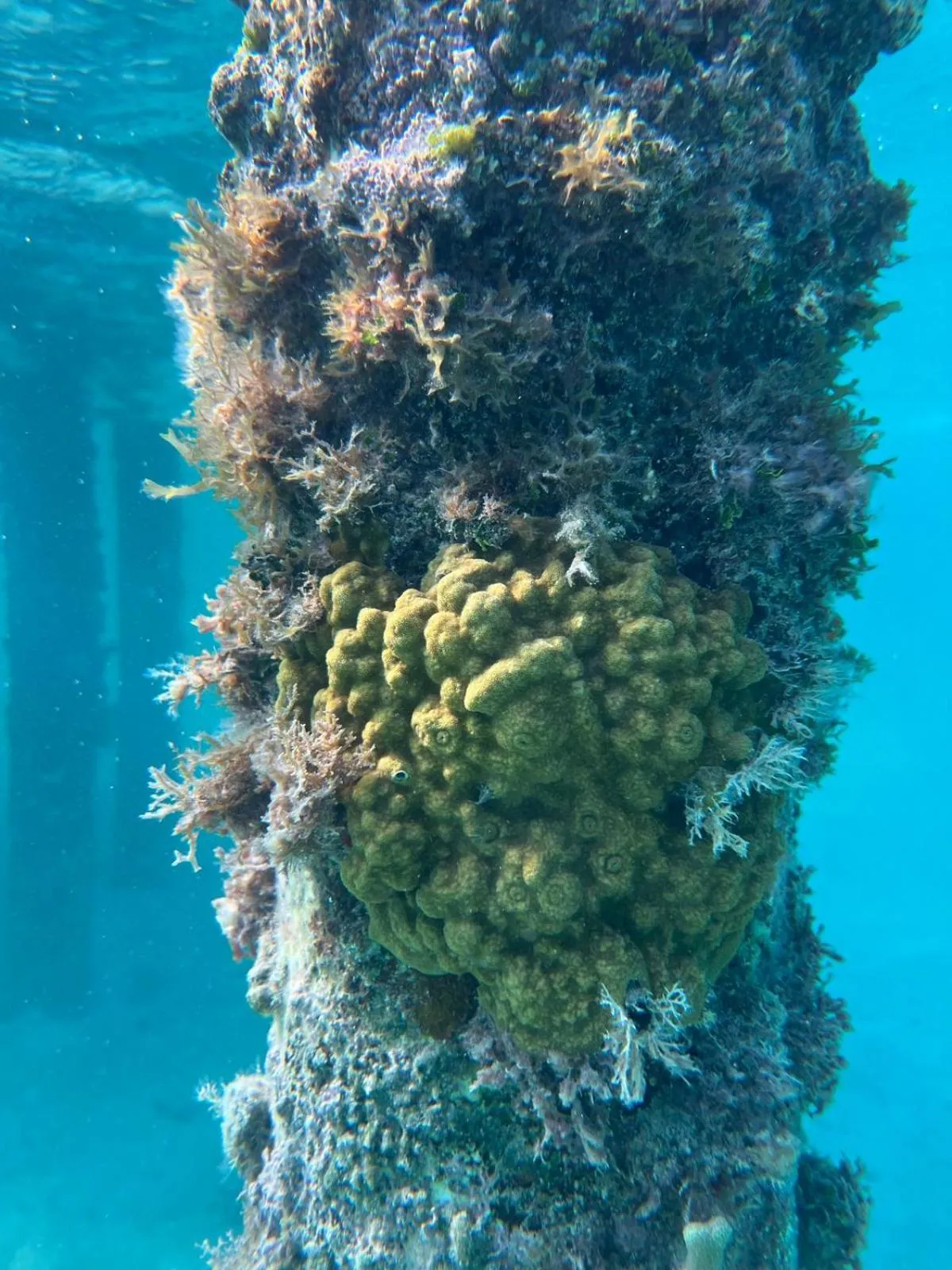 Blue Marlin Beach Resort