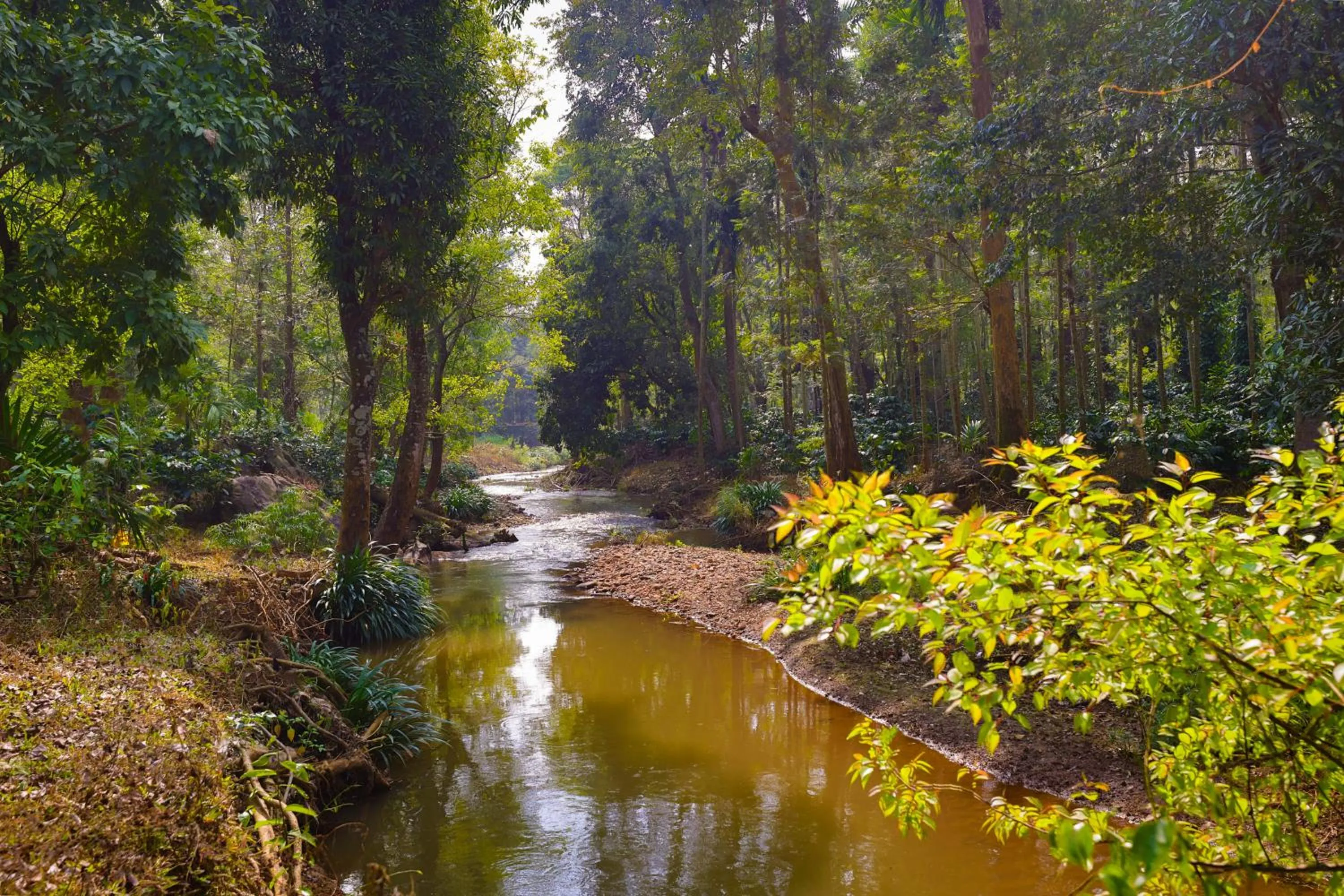 Neighbourhood in The Grand Retreat - Chikmagalur