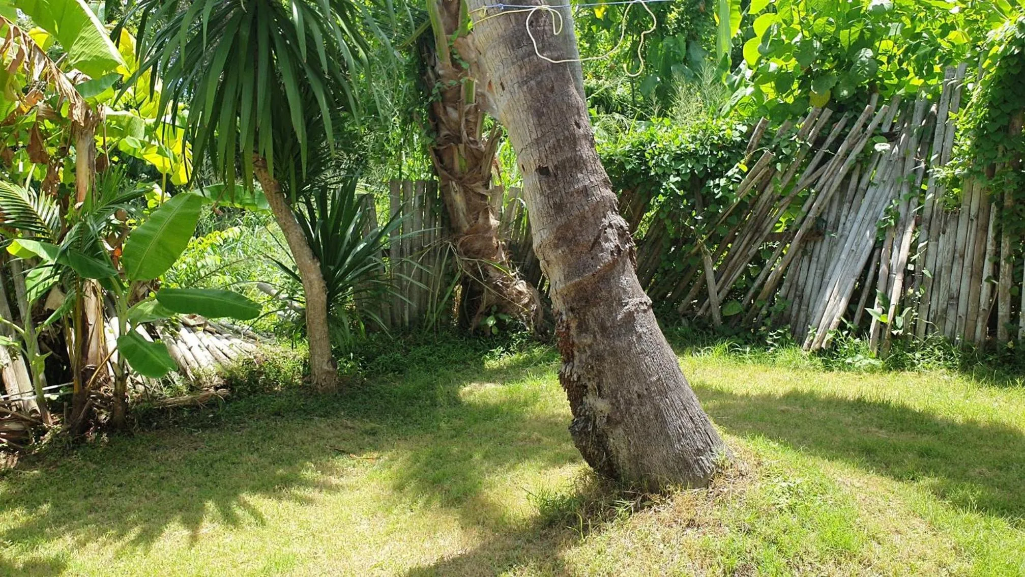 Garden in Pink House