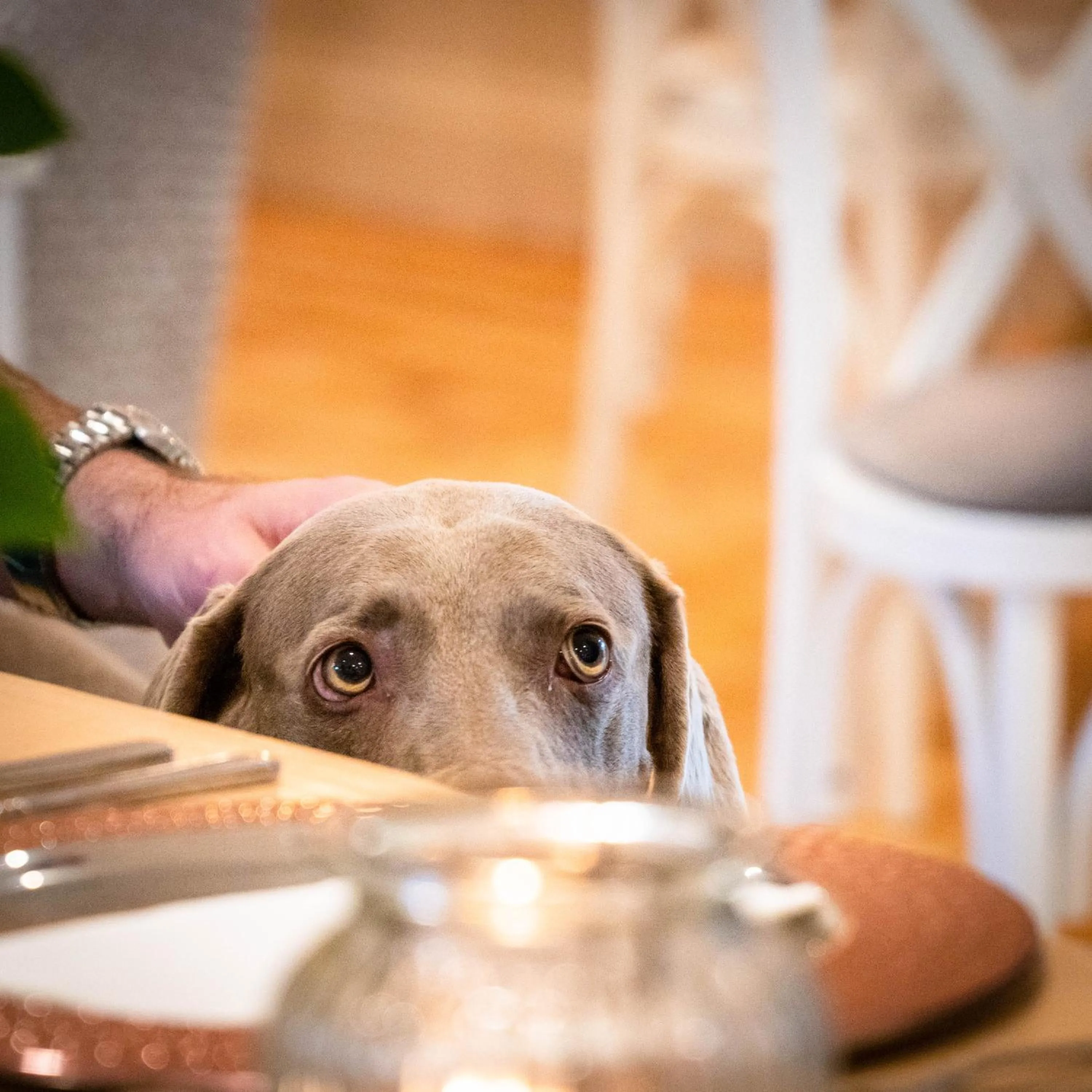 Pets in The Farmhouse at Fincham