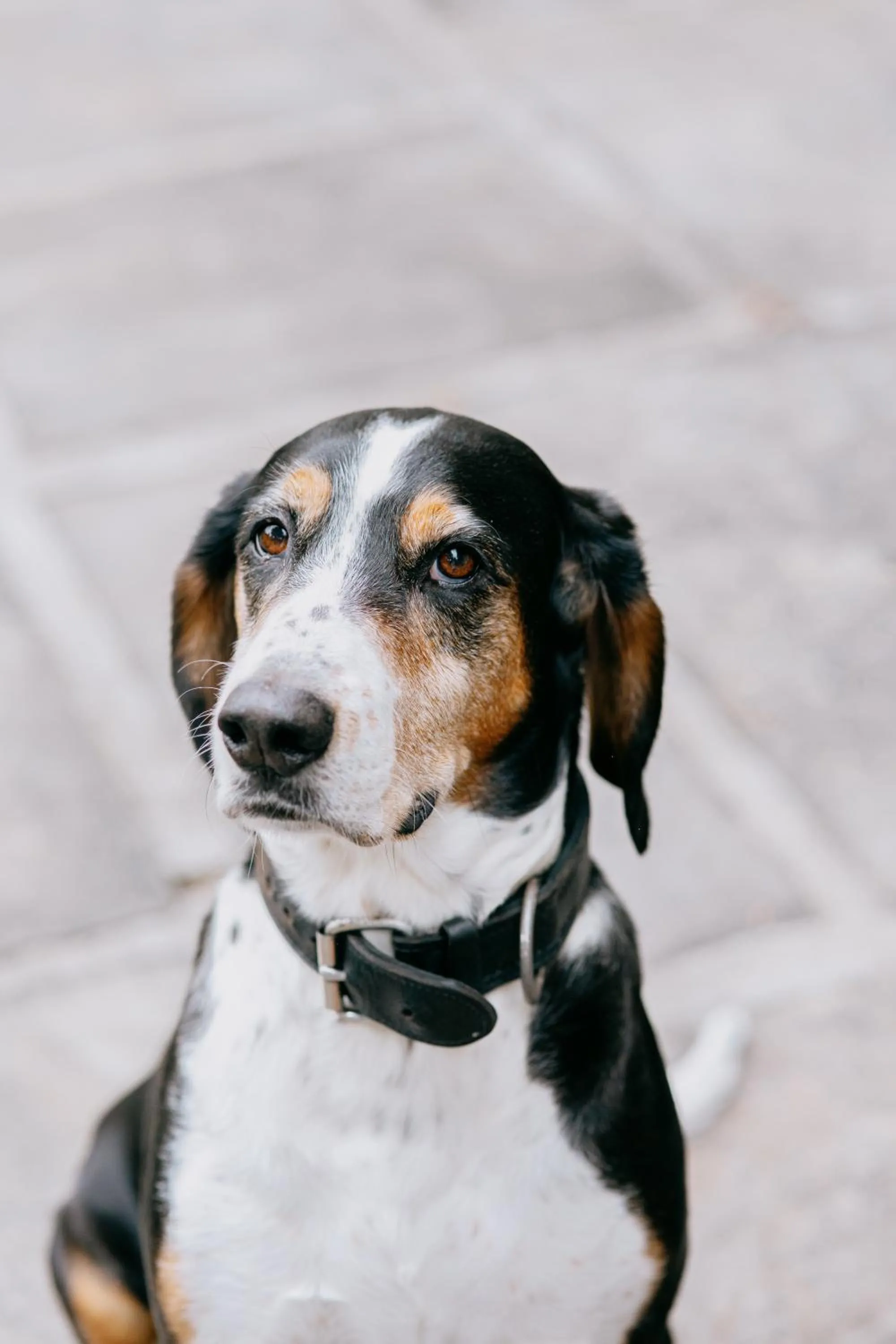 Animals in Screebe House