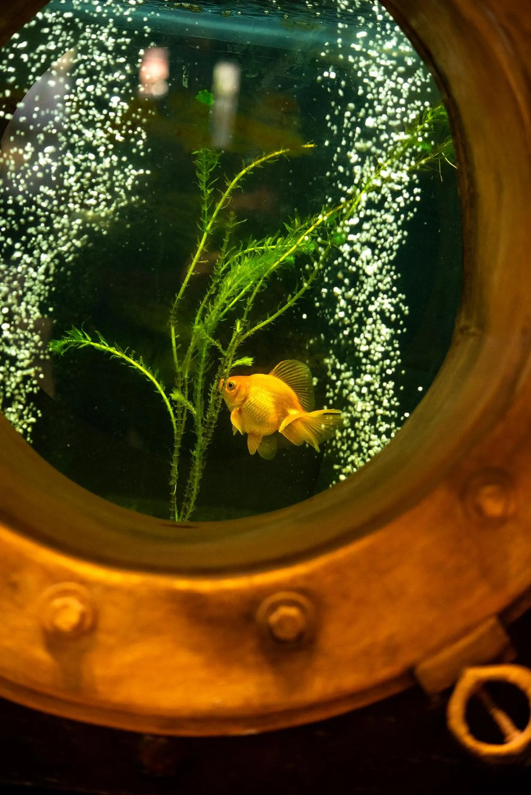 Restaurant/places to eat in Filiberto by iPPA