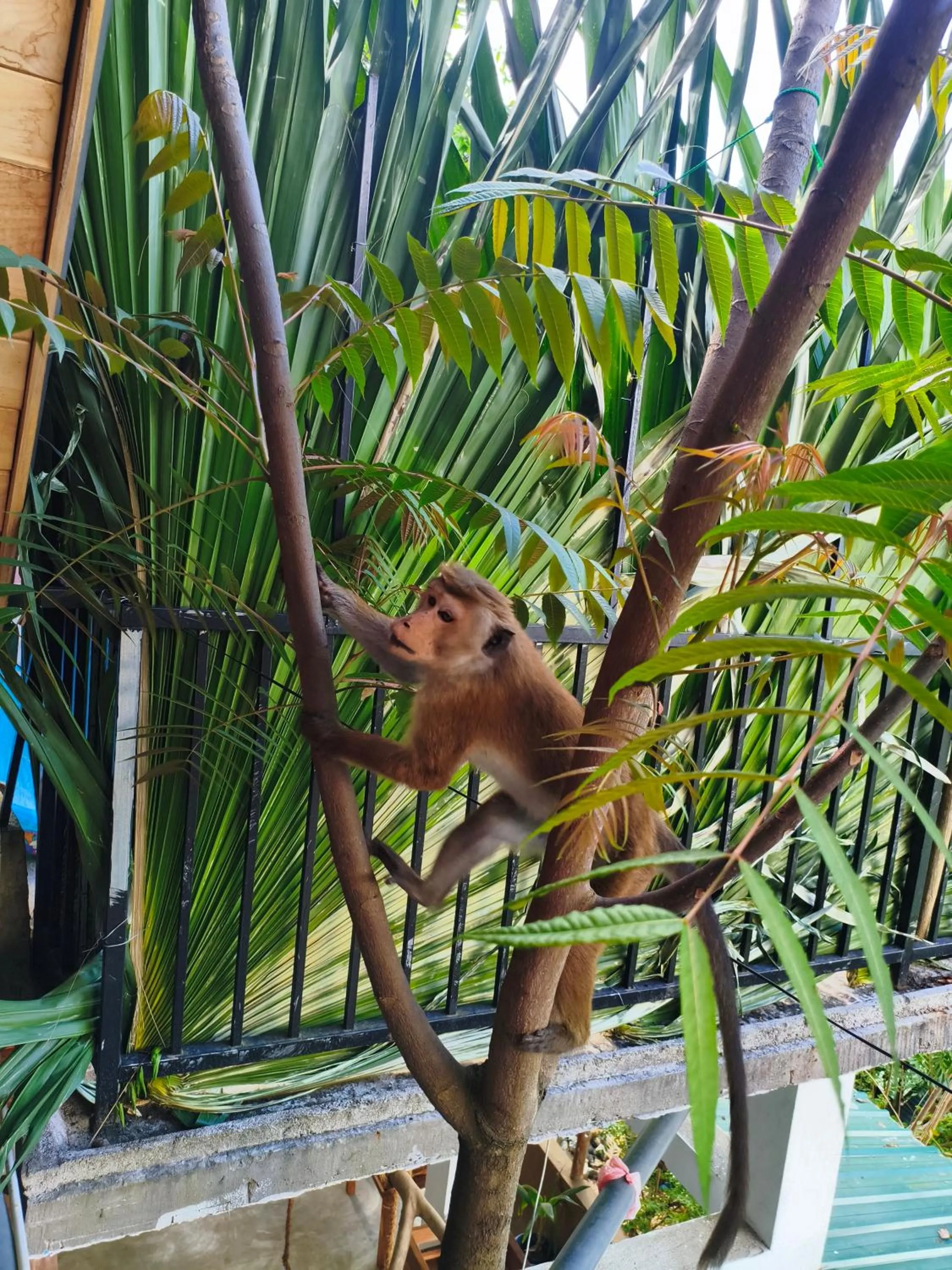 Ella Treehouse