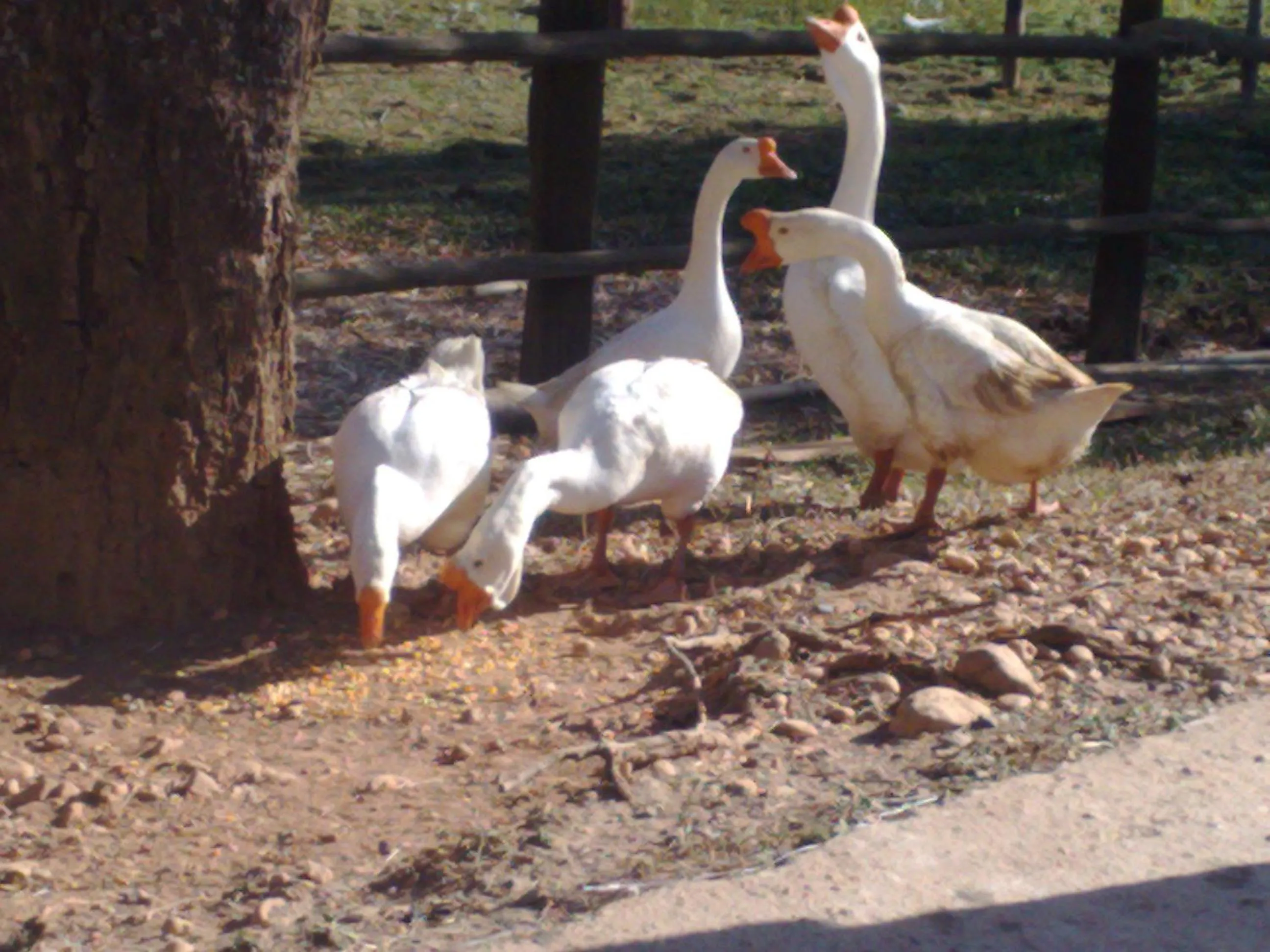 Fazenda Quinta da Esperança- Pousada e Lazer