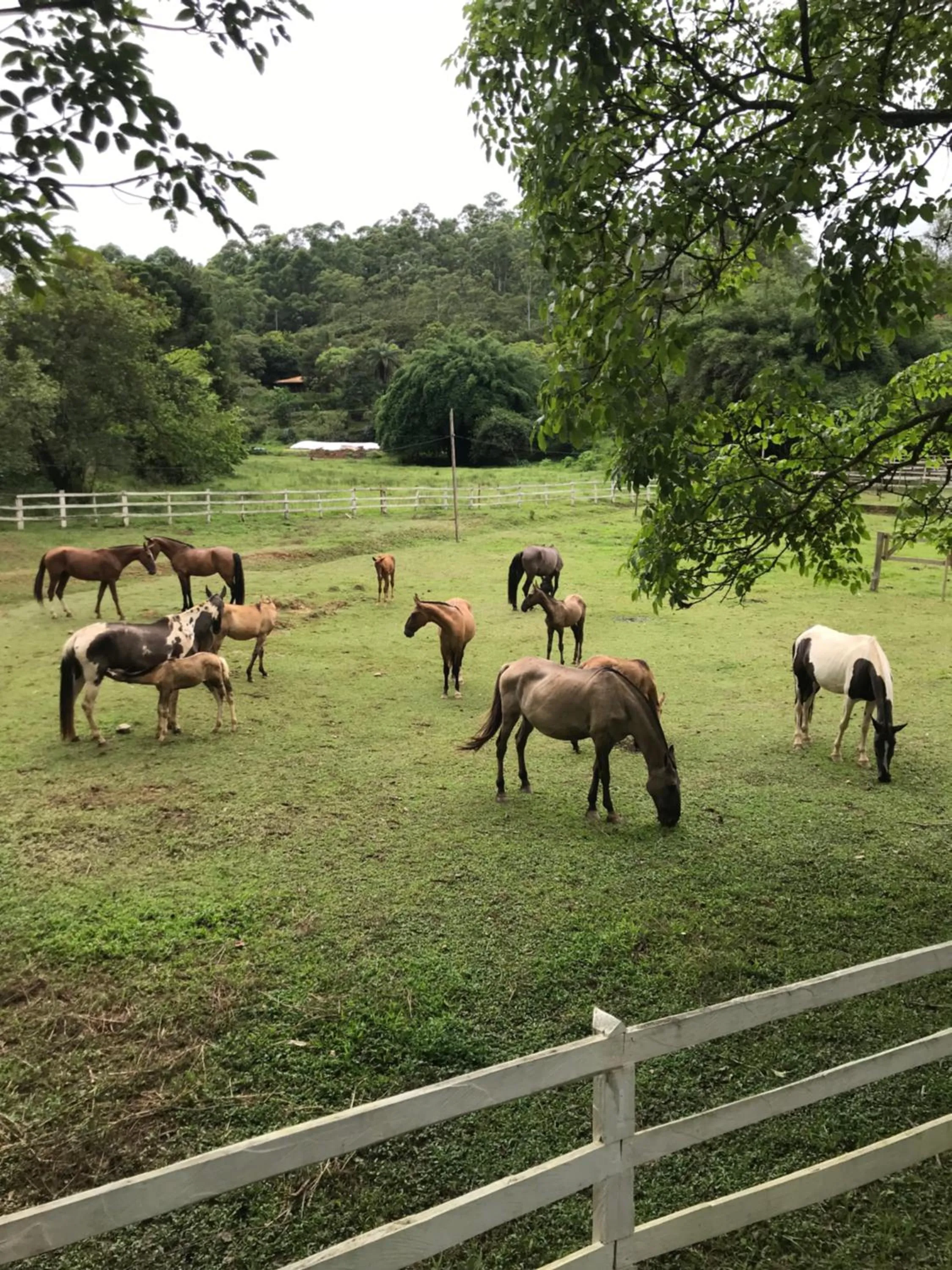 Animals in Fazenda Quinta da Esperança- Pousada e Lazer