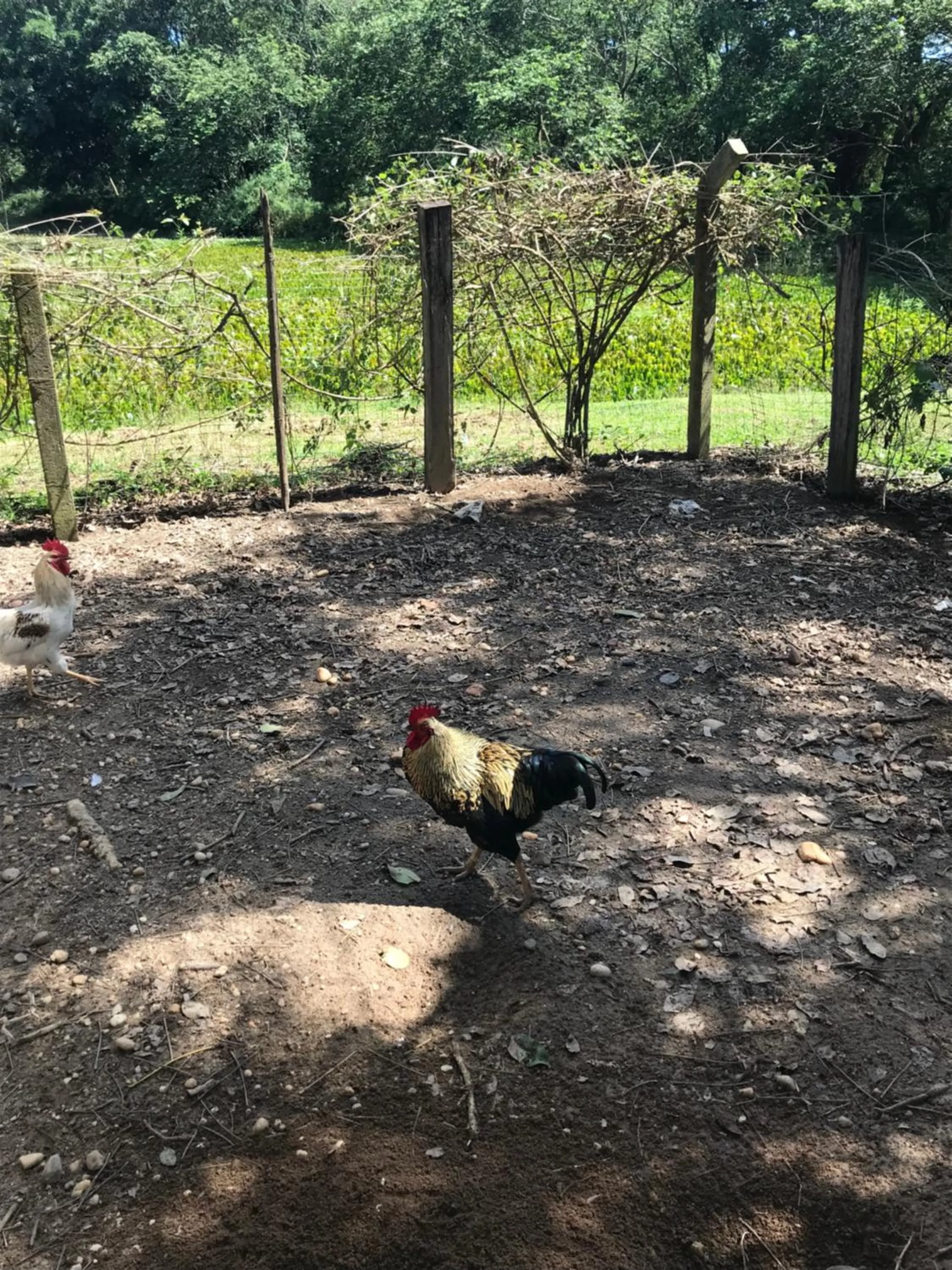 Animals in Fazenda Quinta da Esperança- Pousada e Lazer
