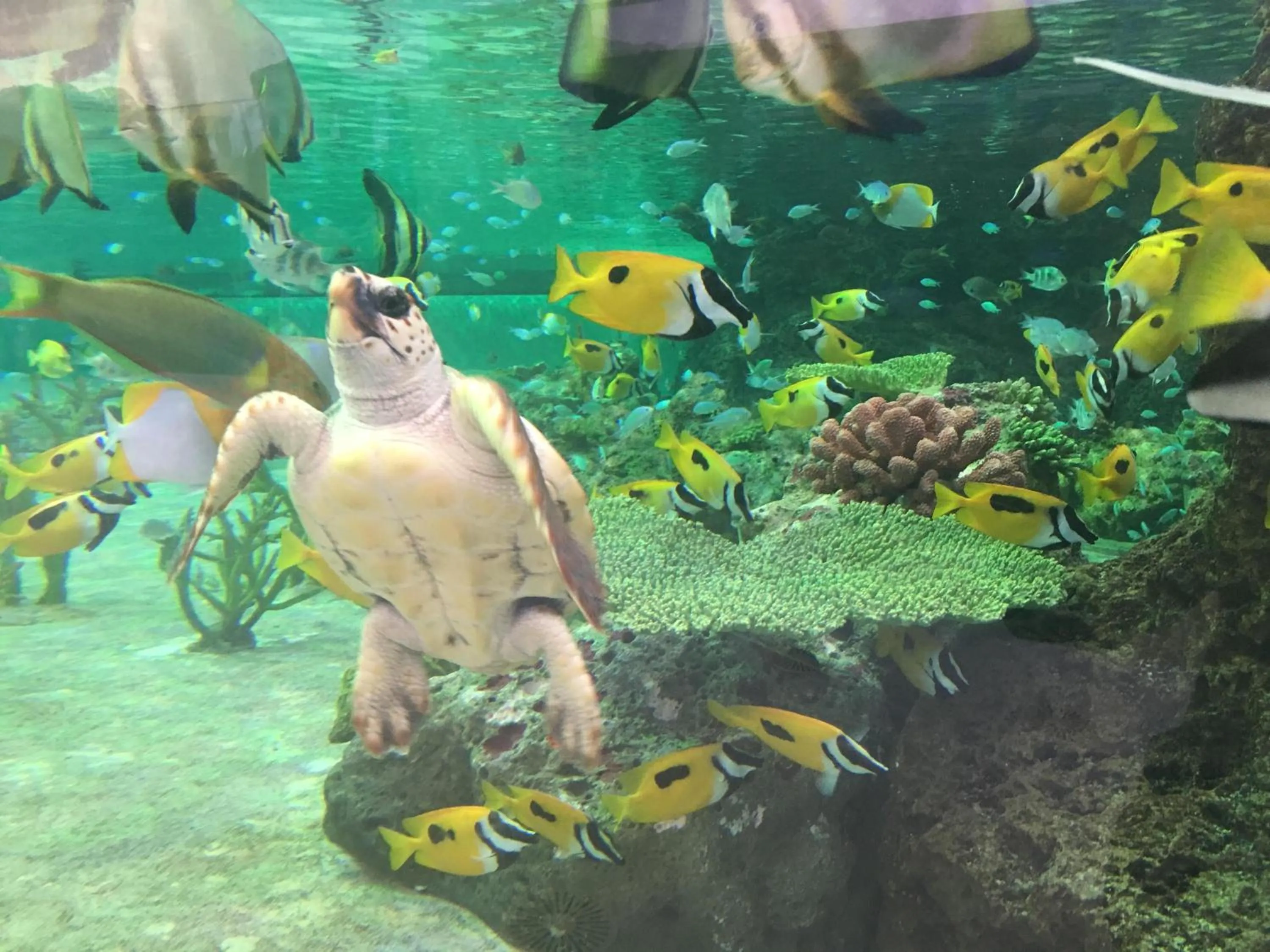 Other in Kamogawa Sea World Hotel