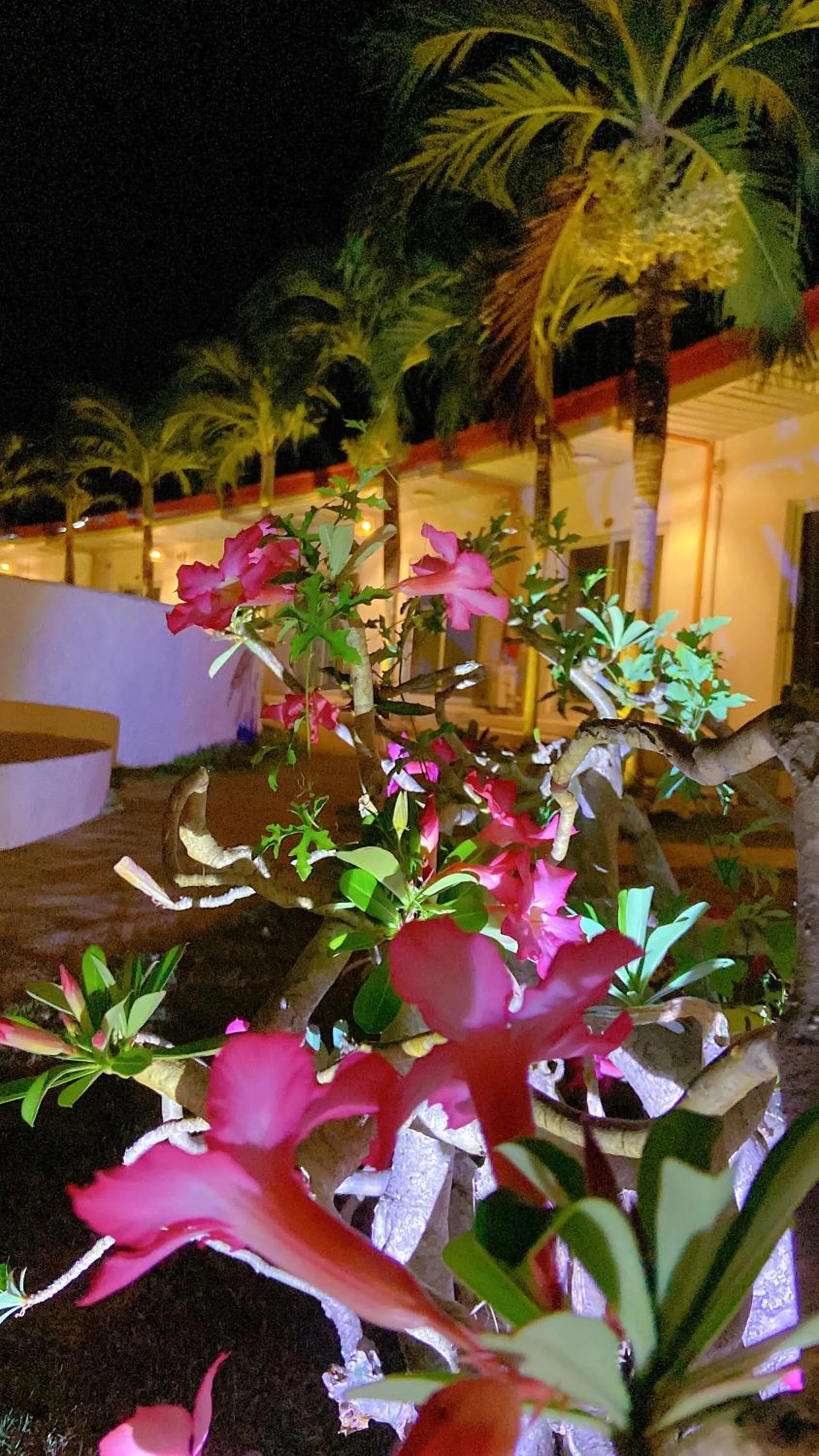 Night in Green Mango Resort