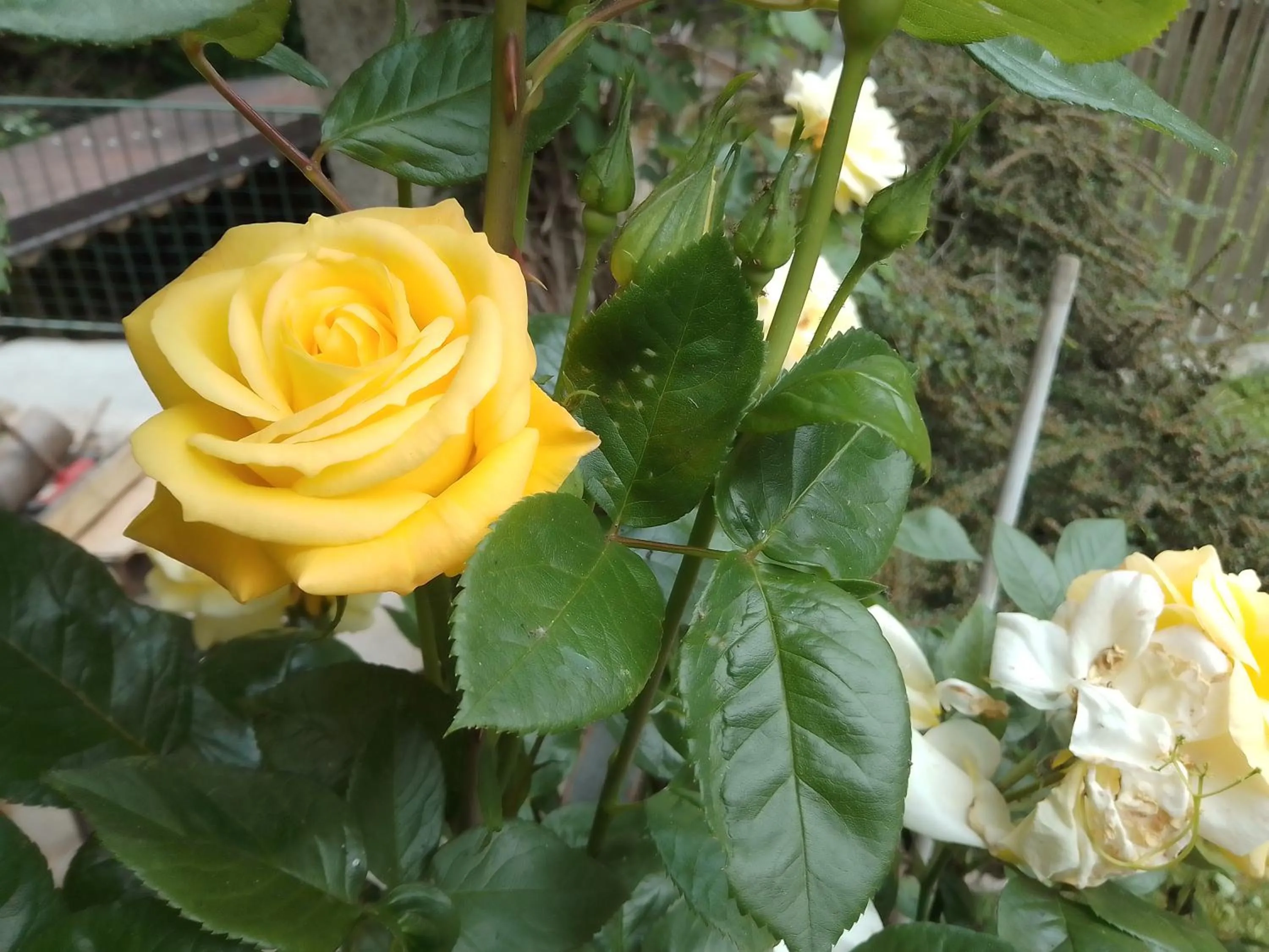 Garden view in Il Melograno