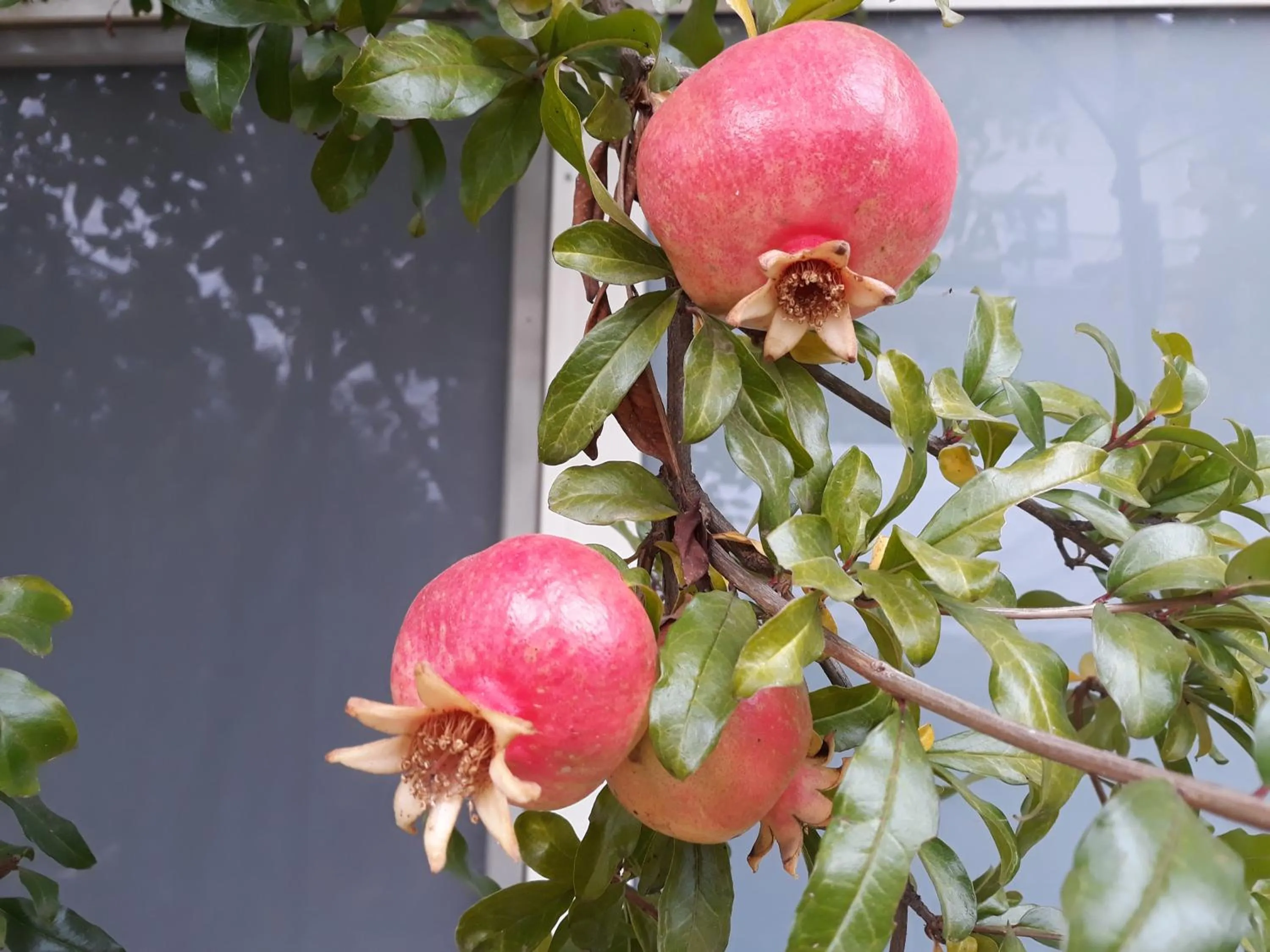 Garden view in Il Melograno