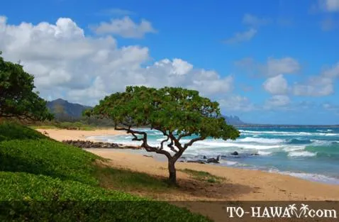 2417 at Oceanfront Resort Lihue Kauai Beach Drive Private Condo