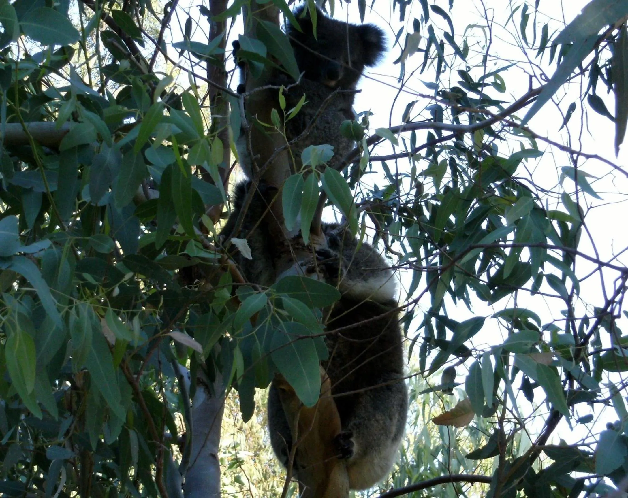 Garden in Friends at McLaren Vale