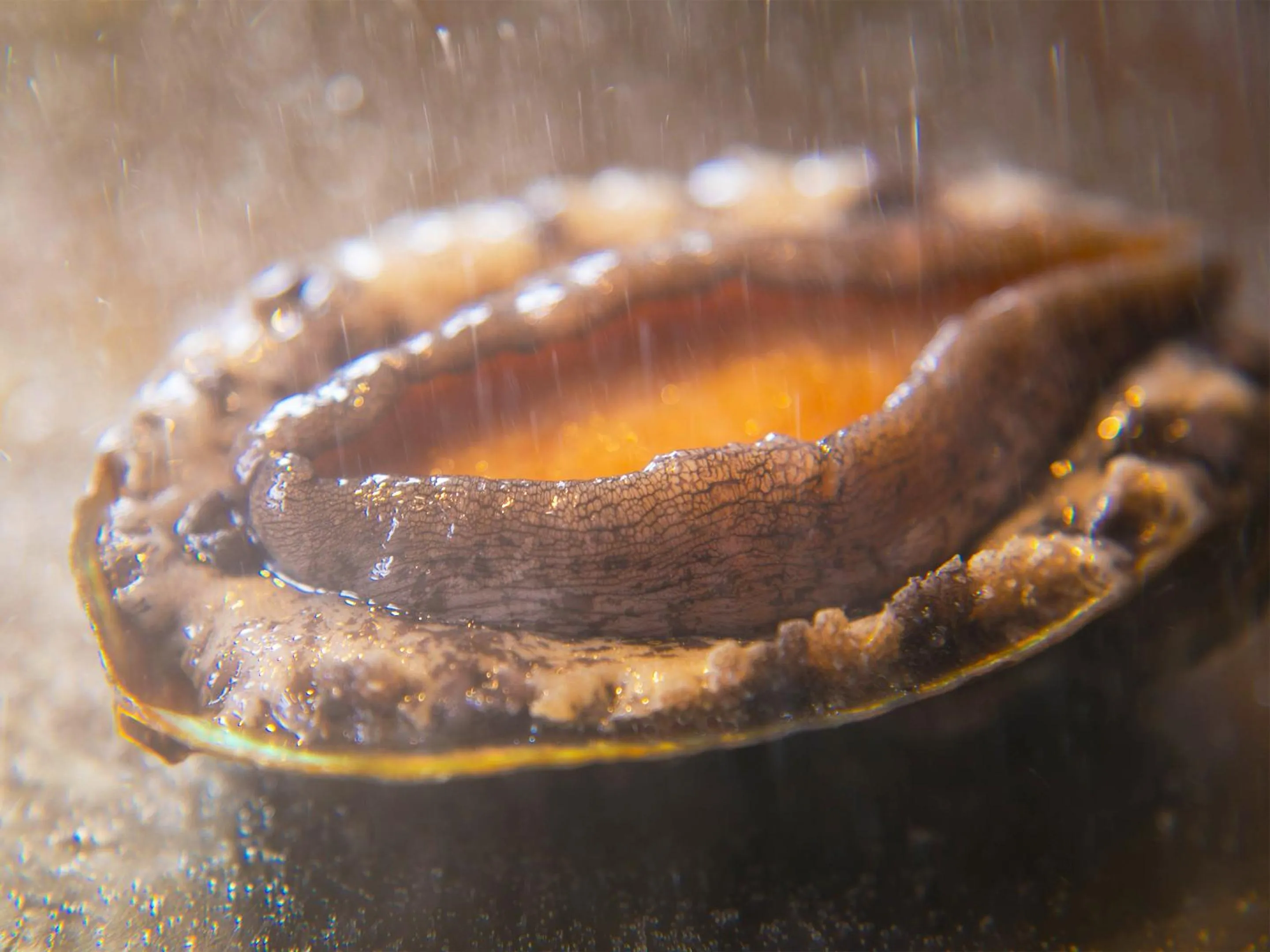 Food in Iki Stellacote Taiankaku