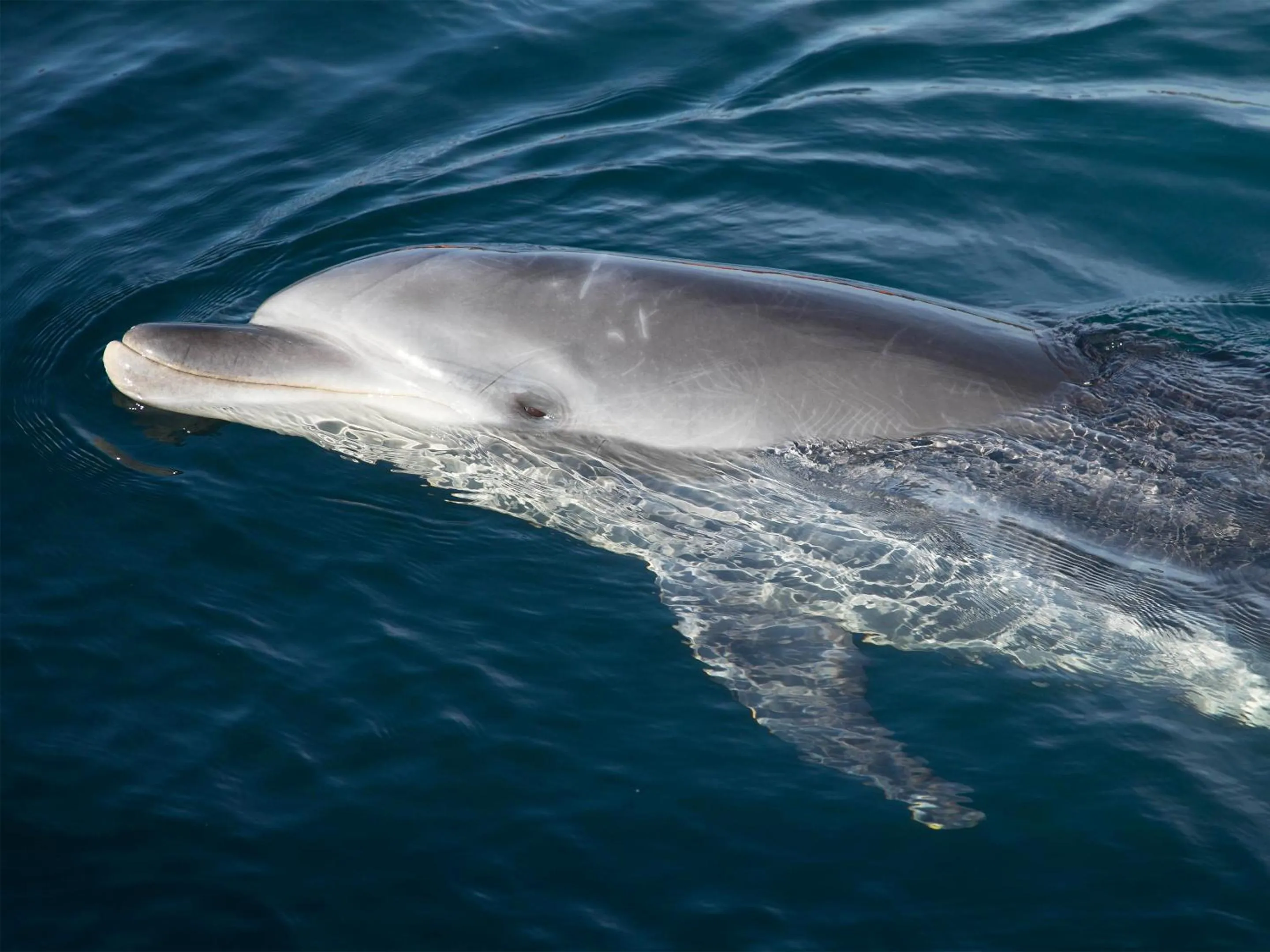 Nearby landmark in Iki Stellacote Taiankaku