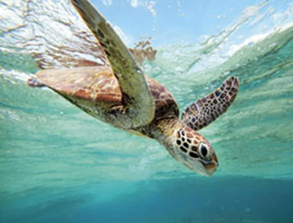 Animals in Bargara Gardens Boutique Villas